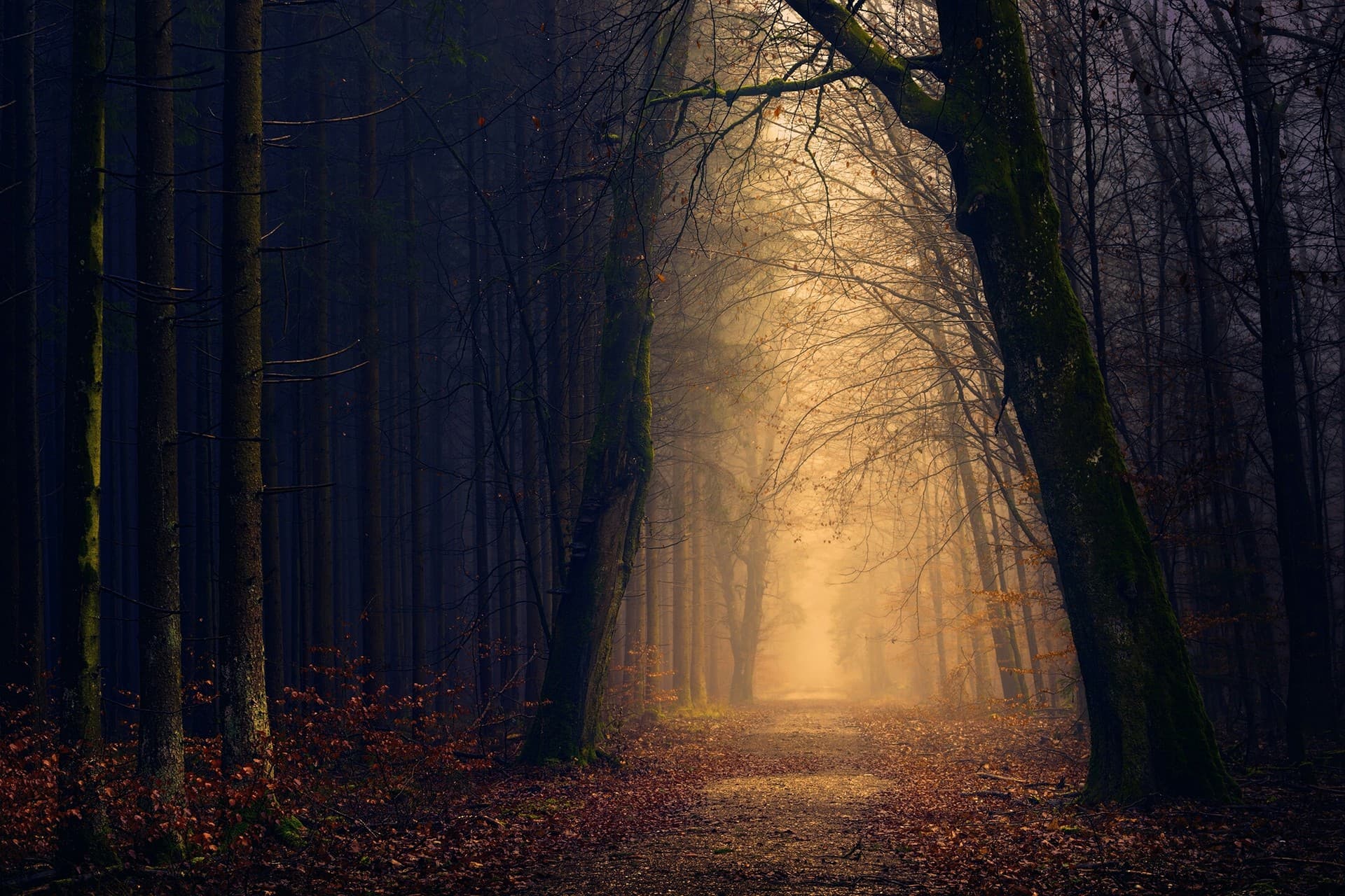 forêt