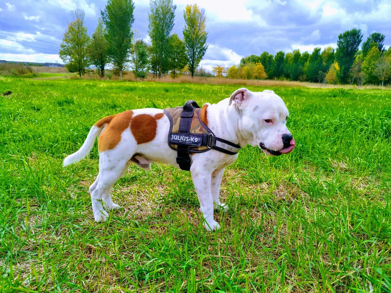 Narco