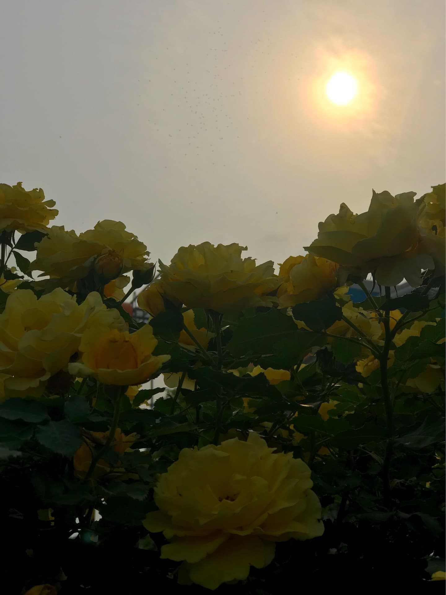 rose
