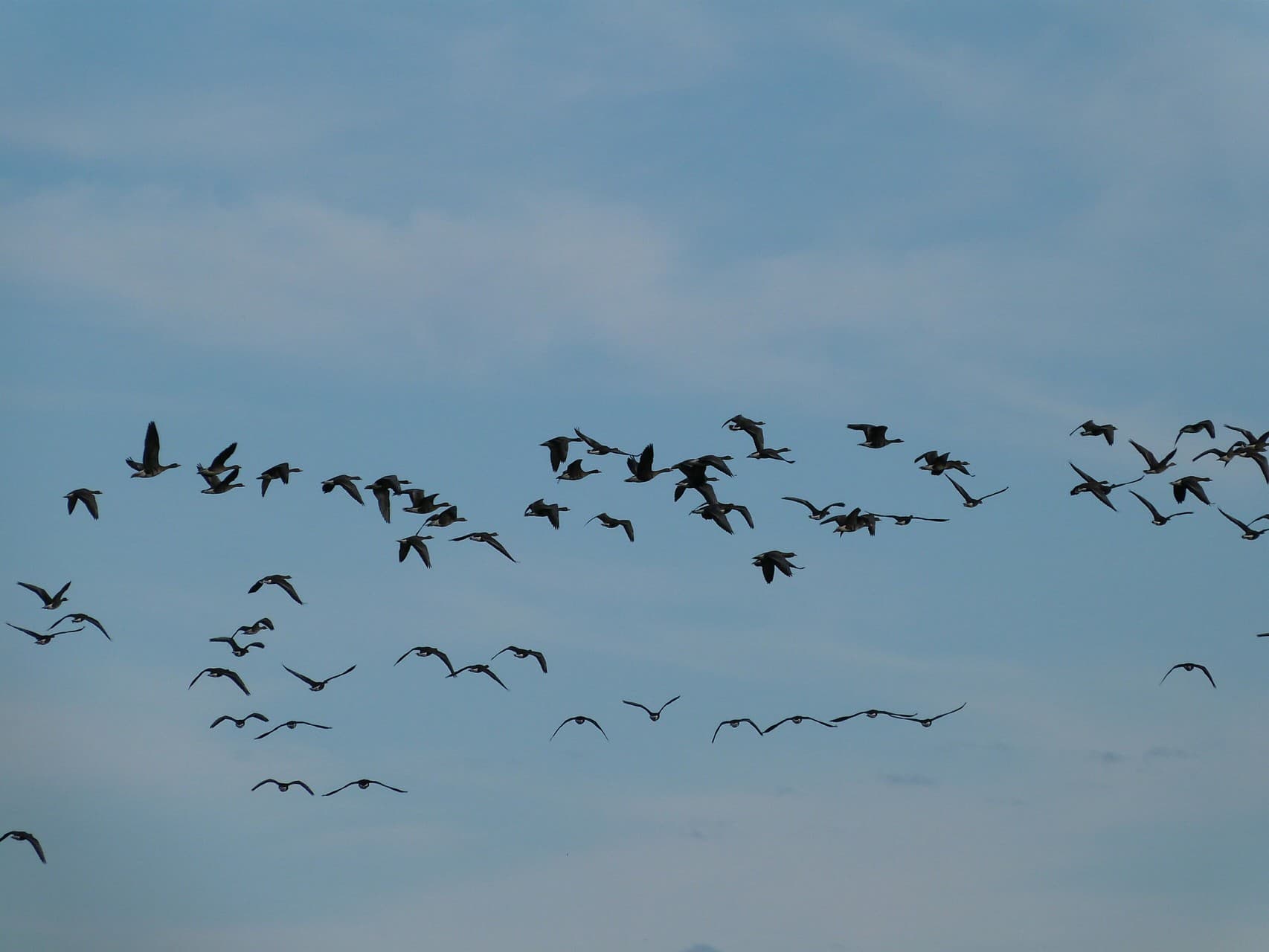 Gänse in Zwillbrock