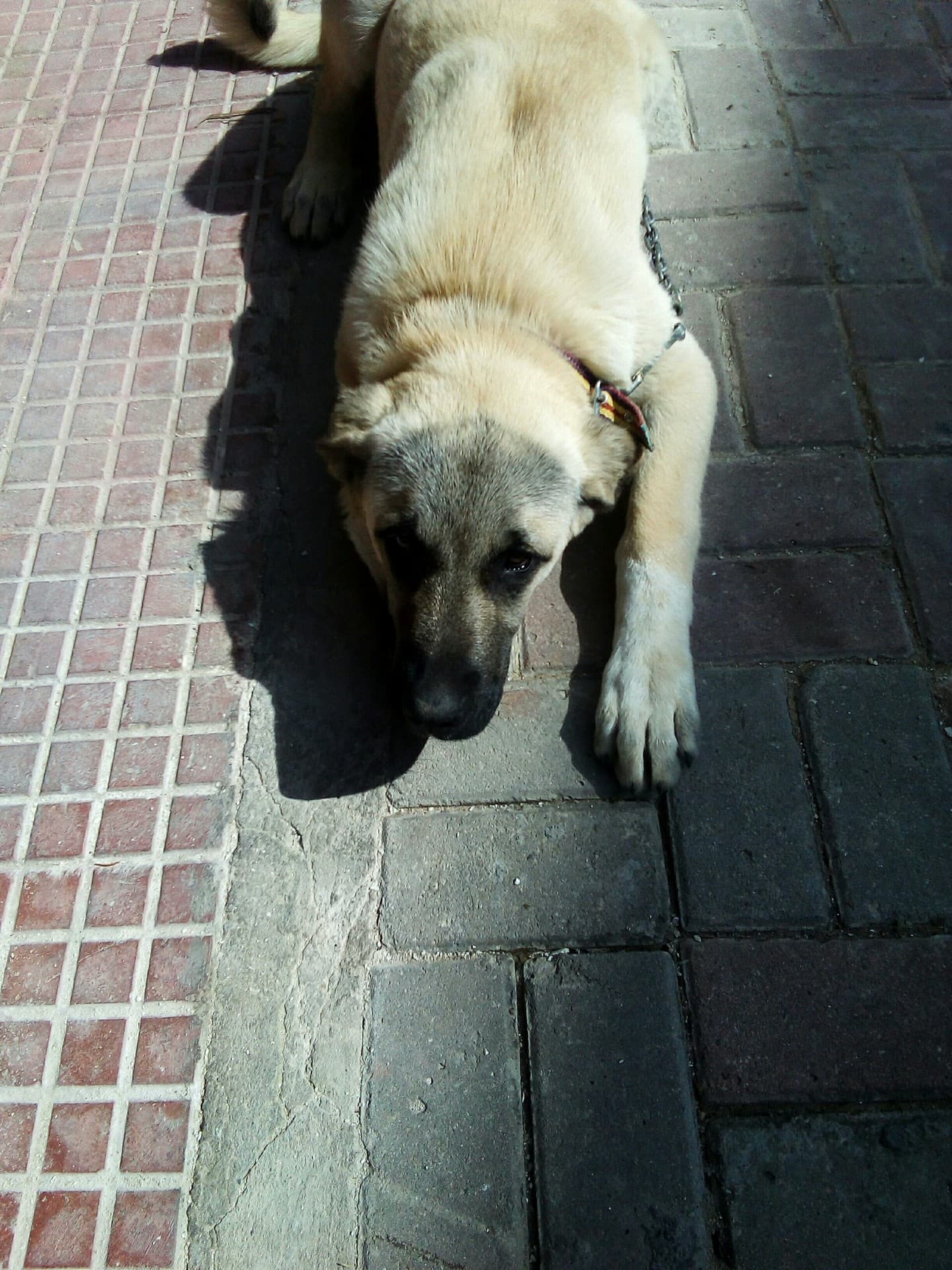 KONT  KANGAL