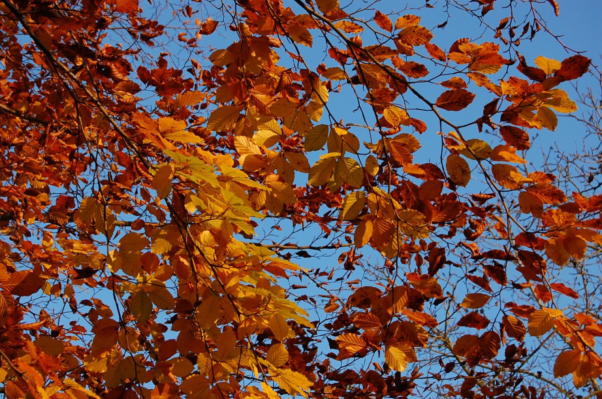 Herbst