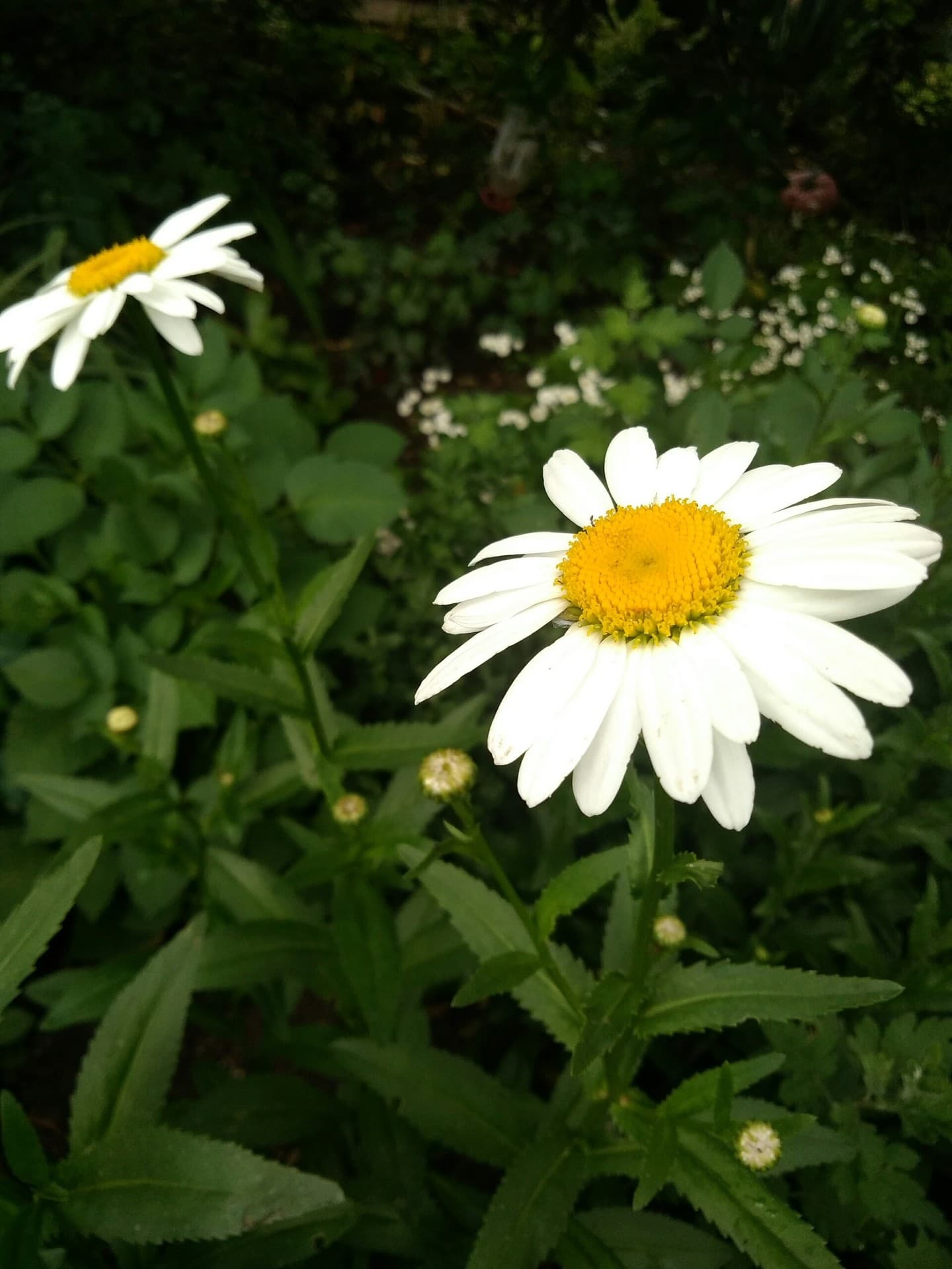white flowers