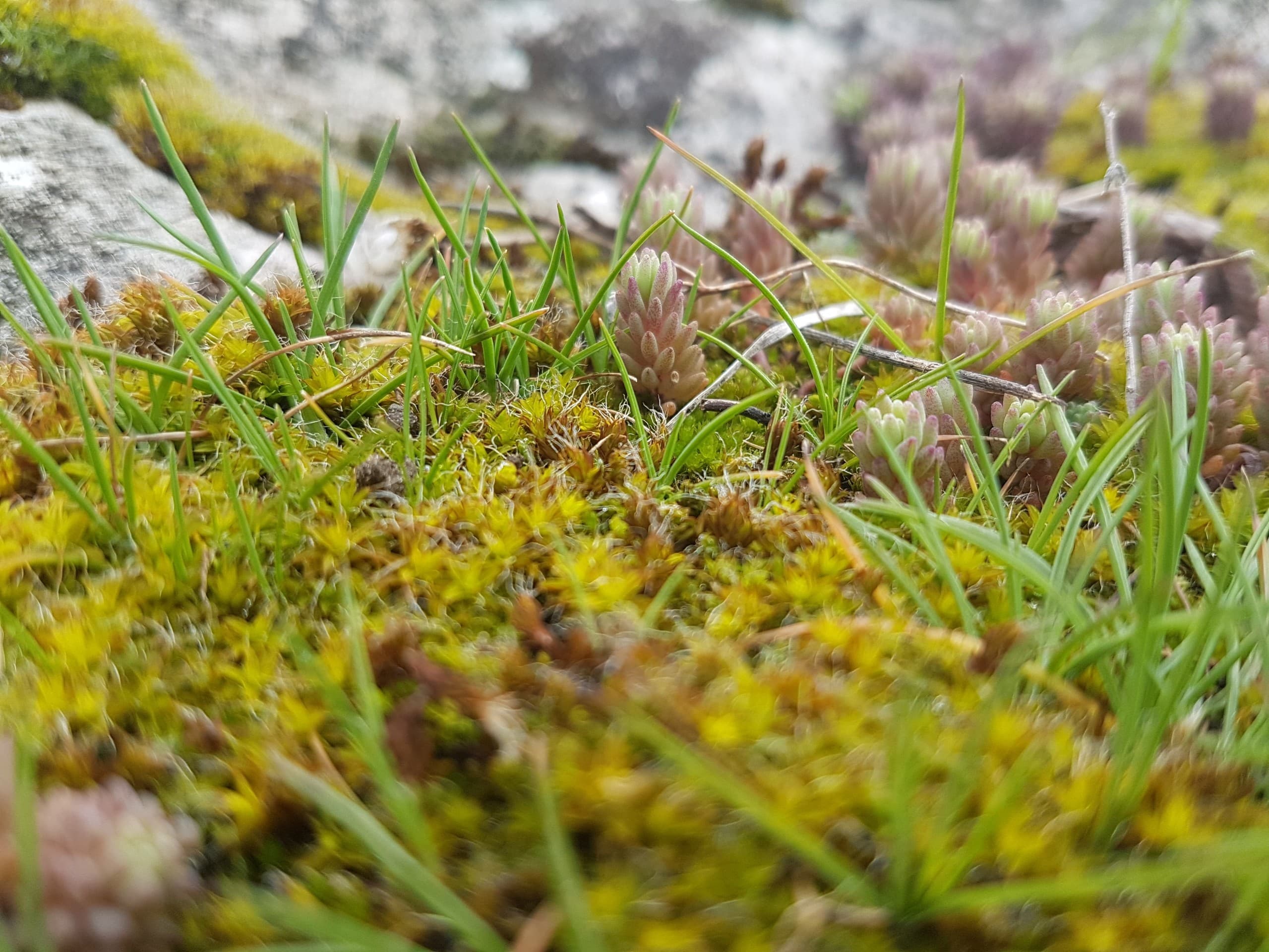 moss