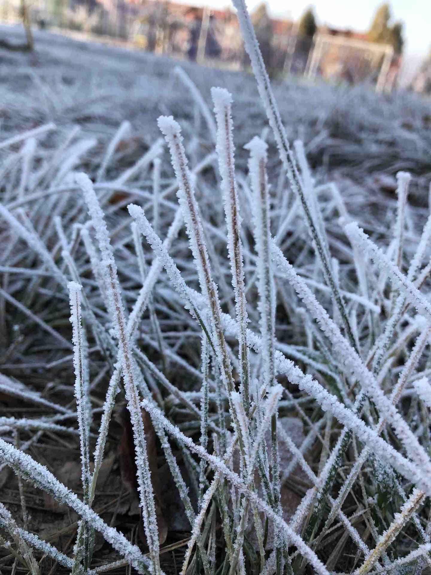 Frost