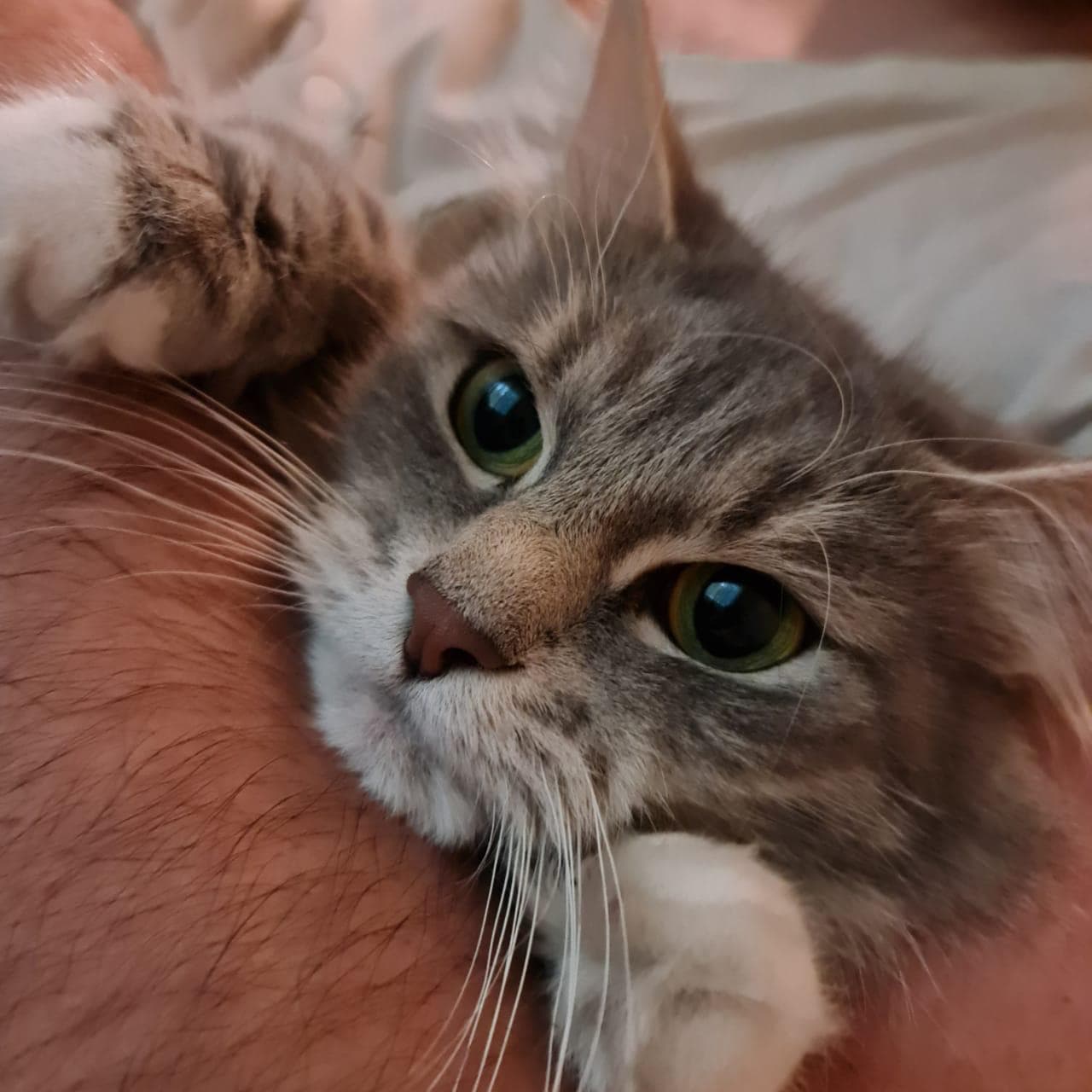 Кошечка