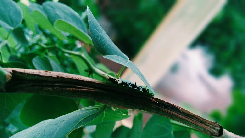 ants