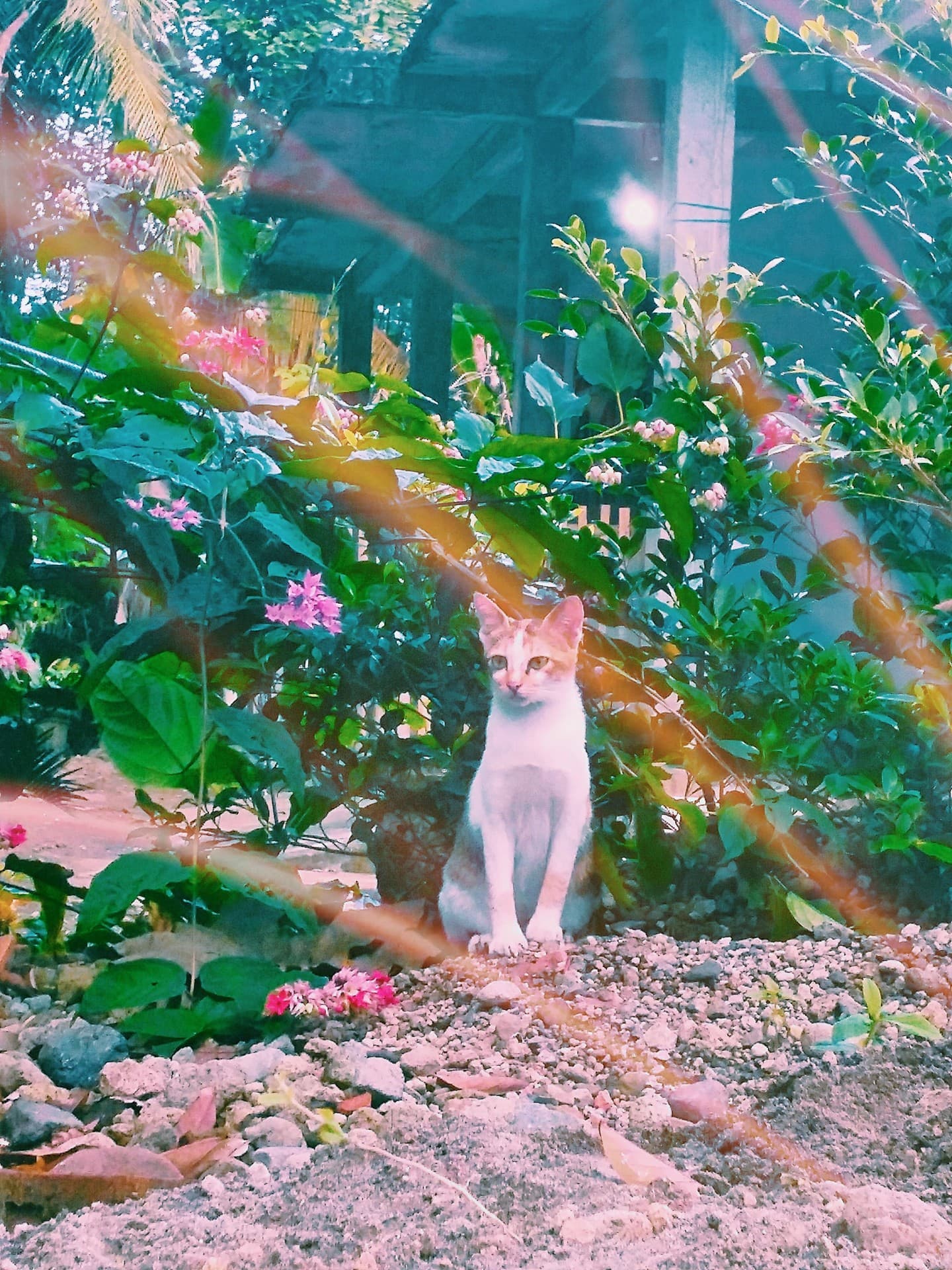 cat