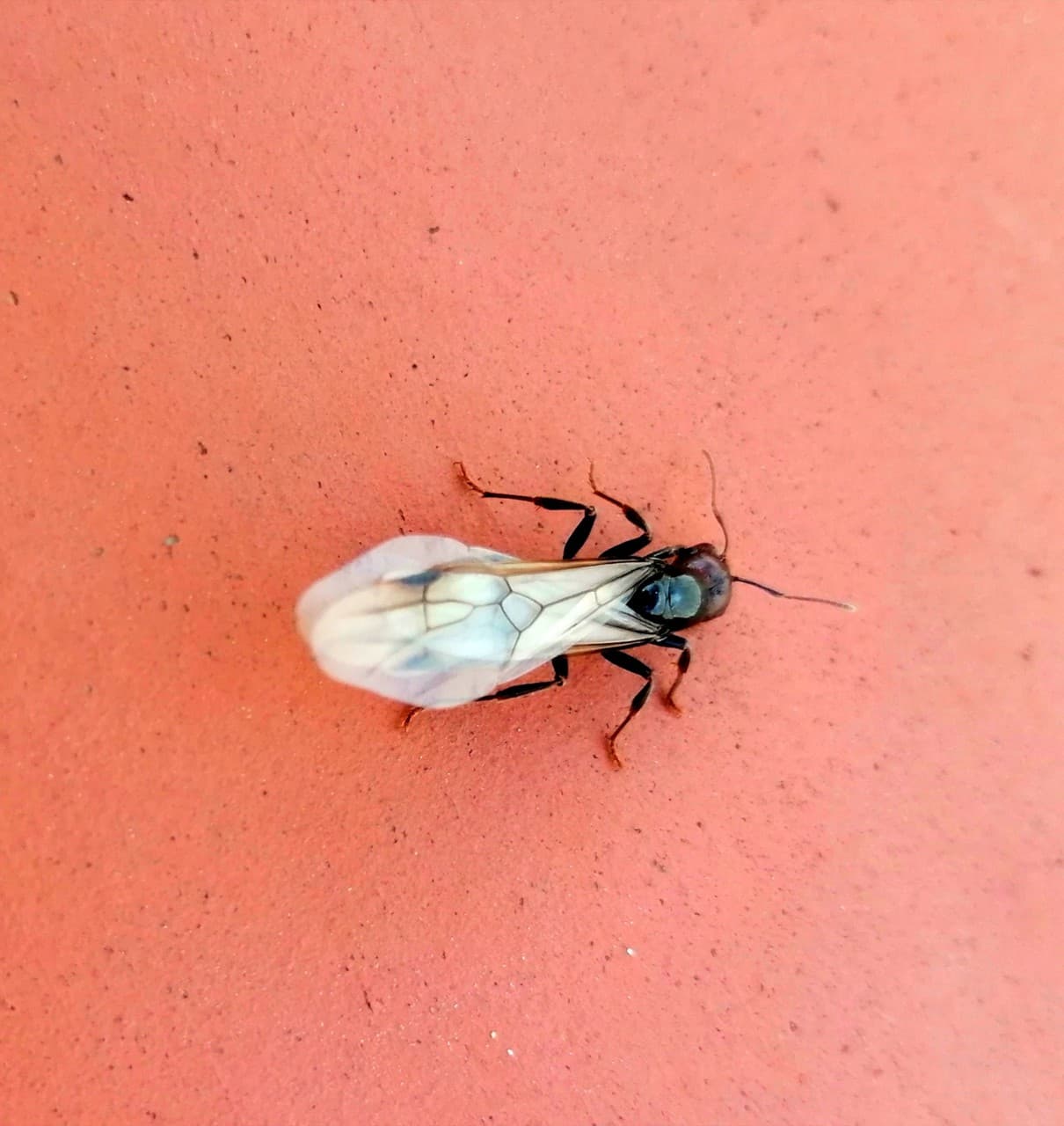 Flying ant