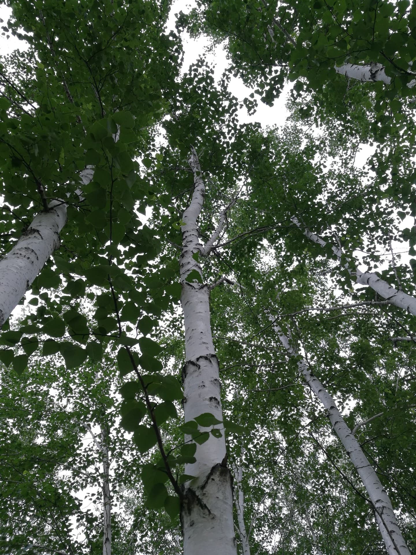 лес