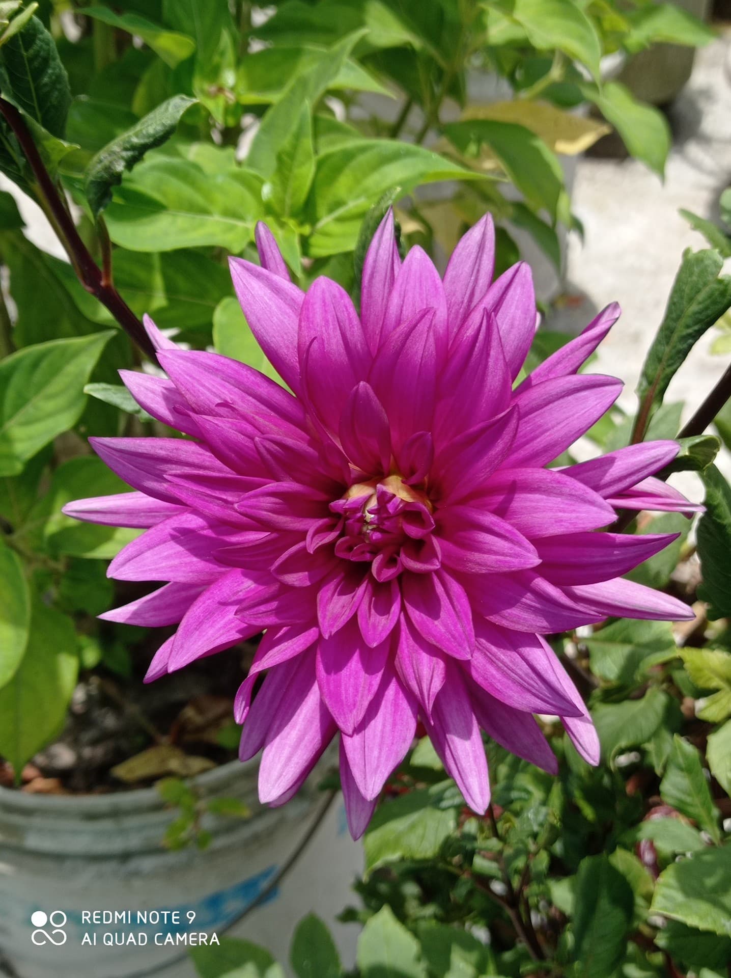 Dalia