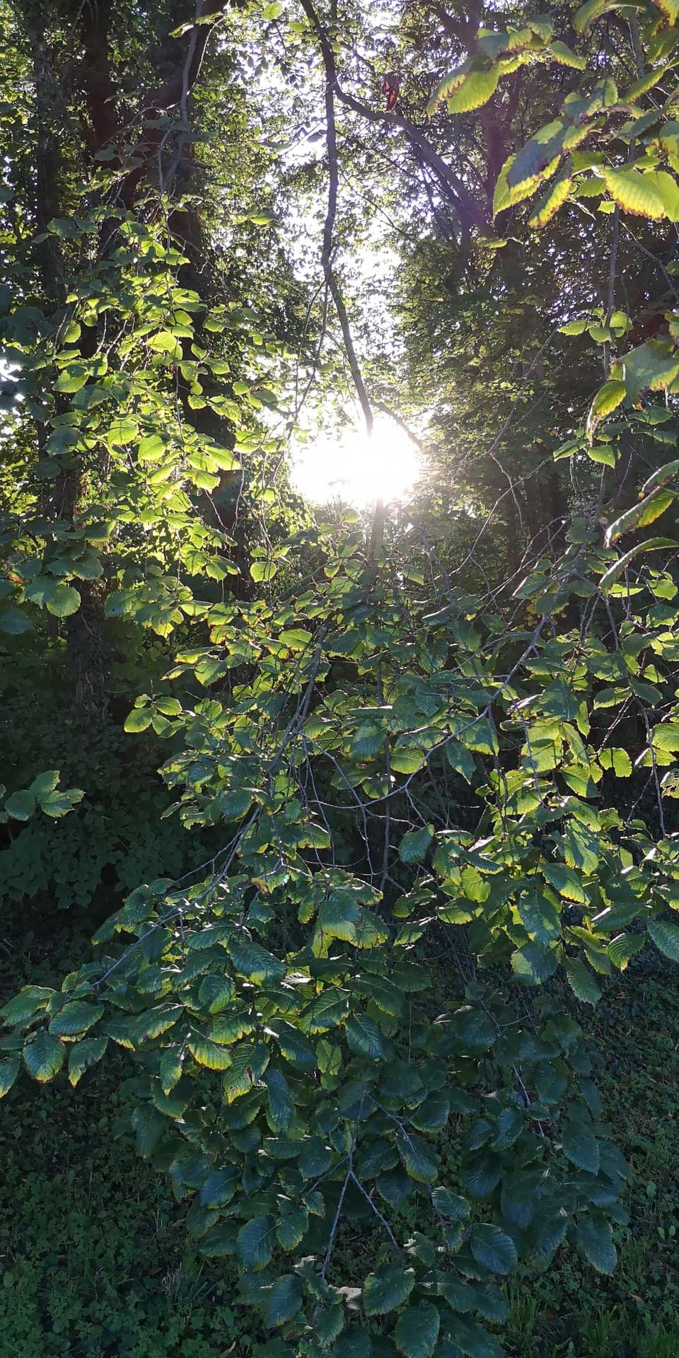 Gegenlicht