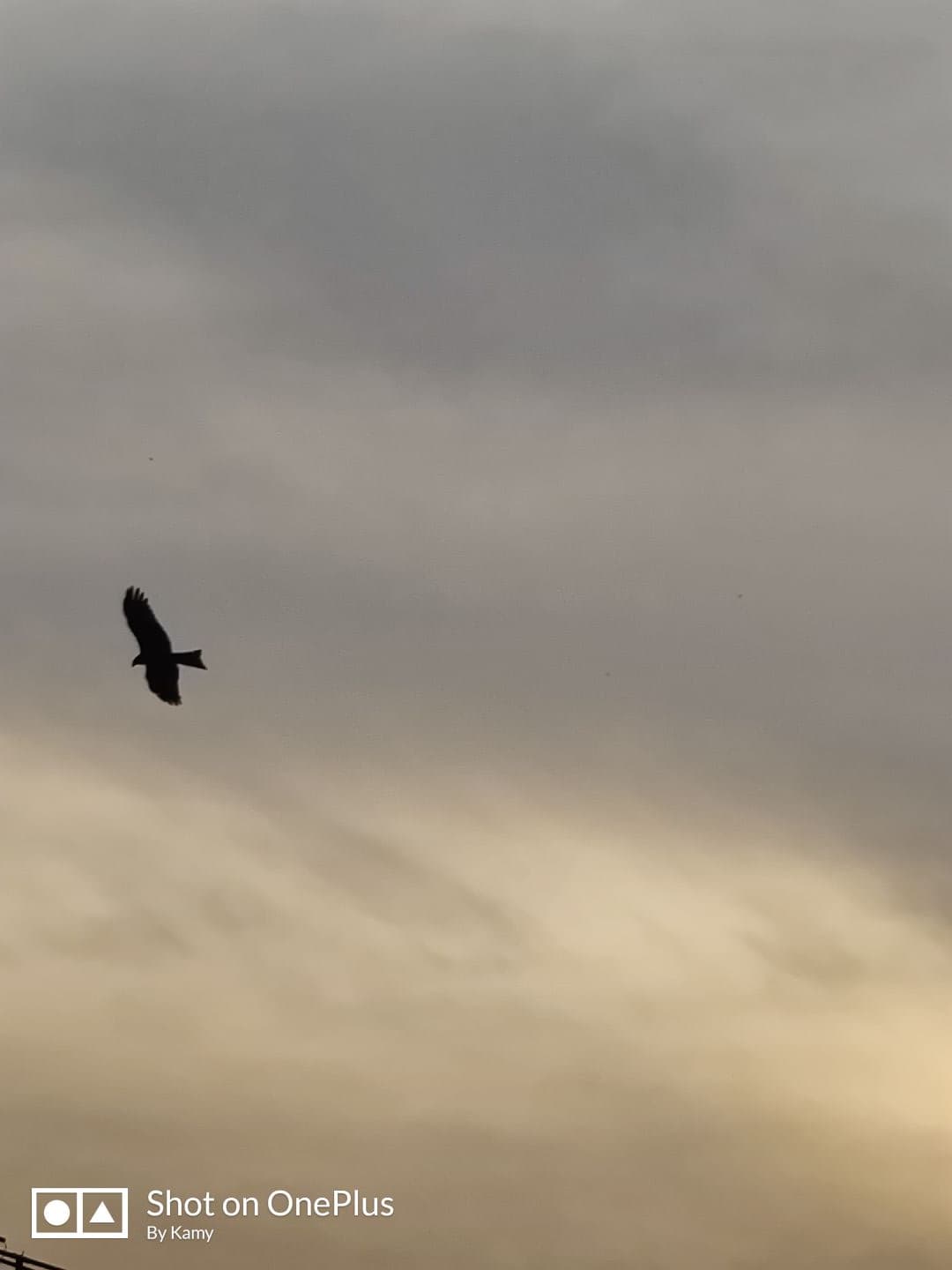 Eagle