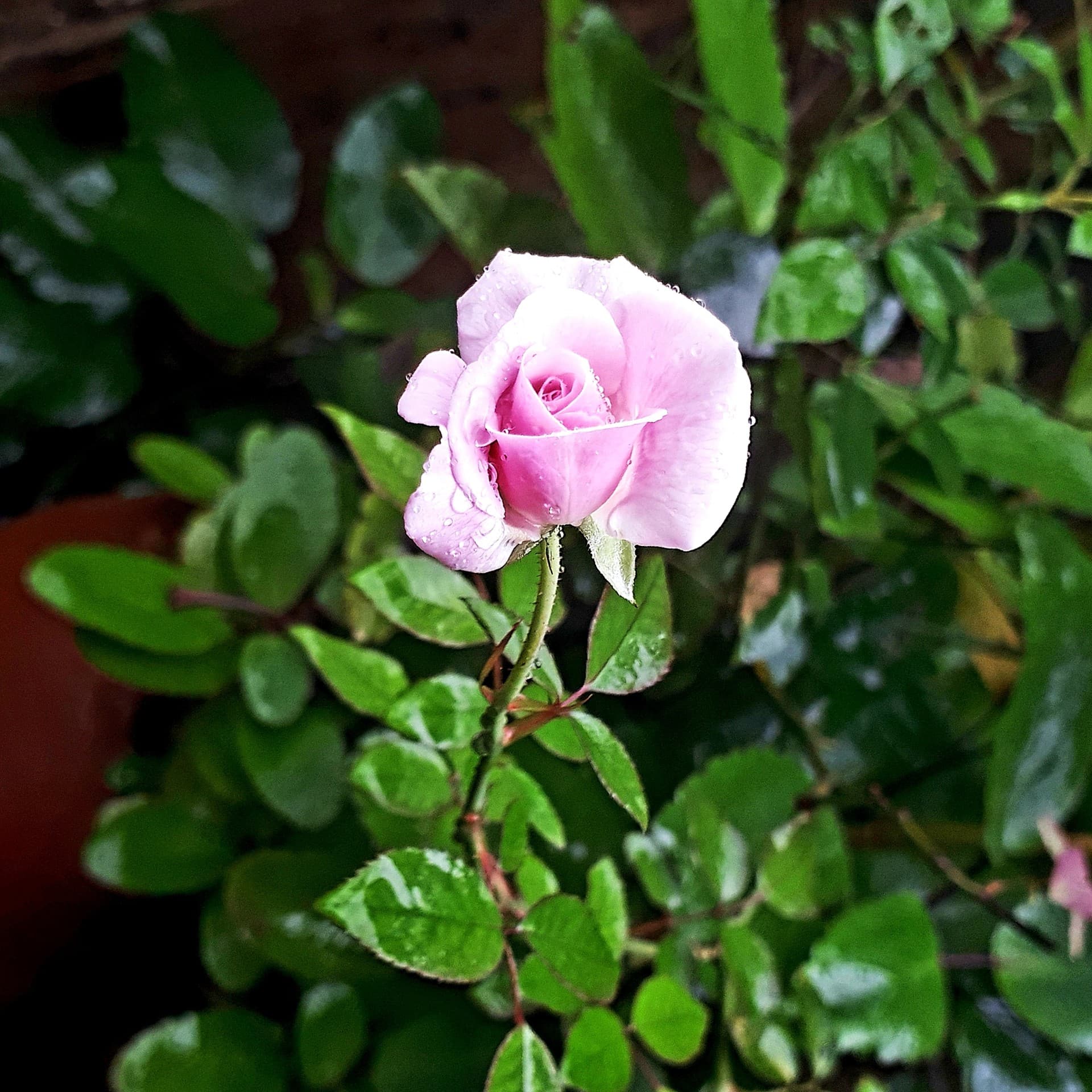 a rose 4u