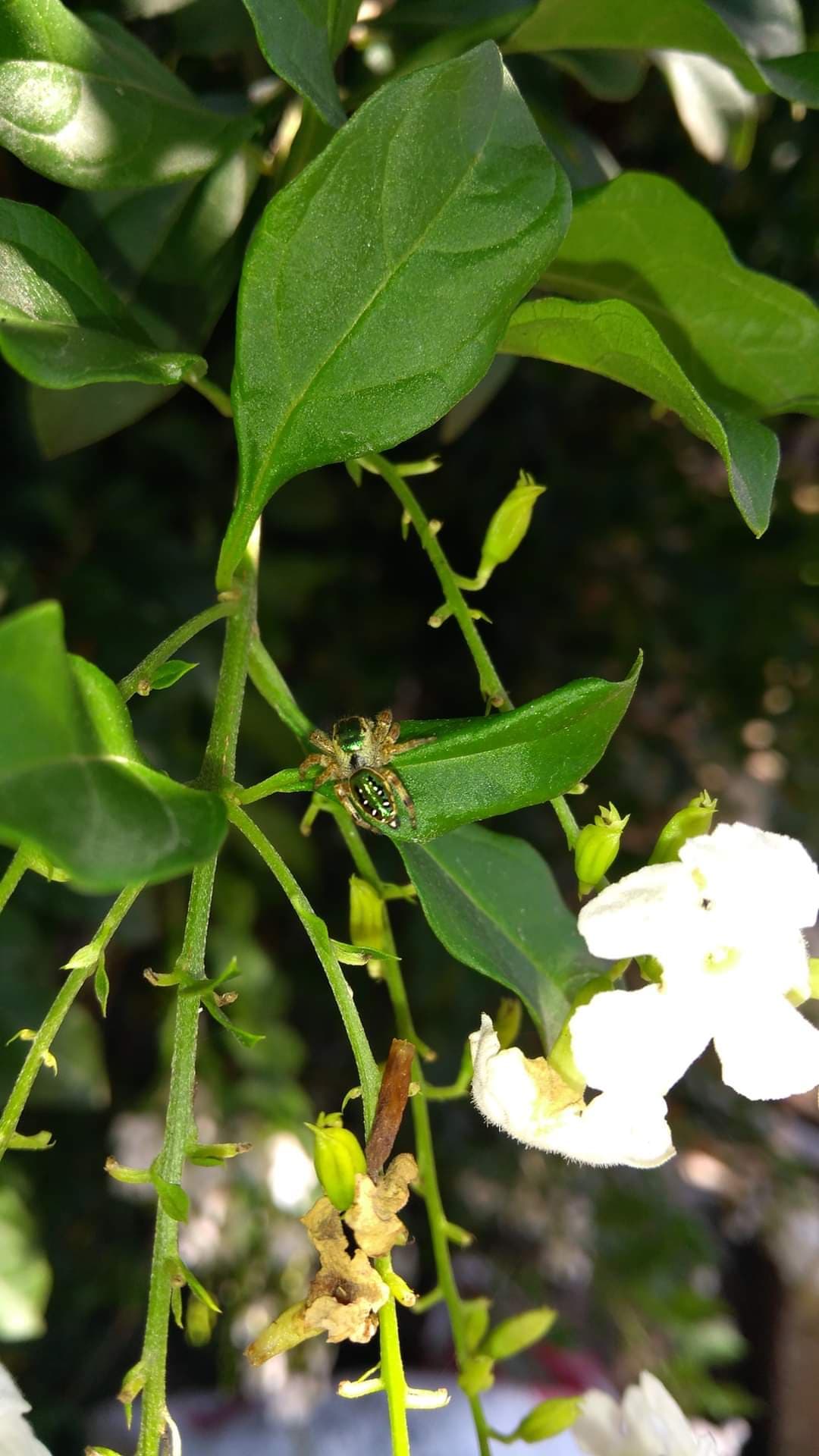 Spider