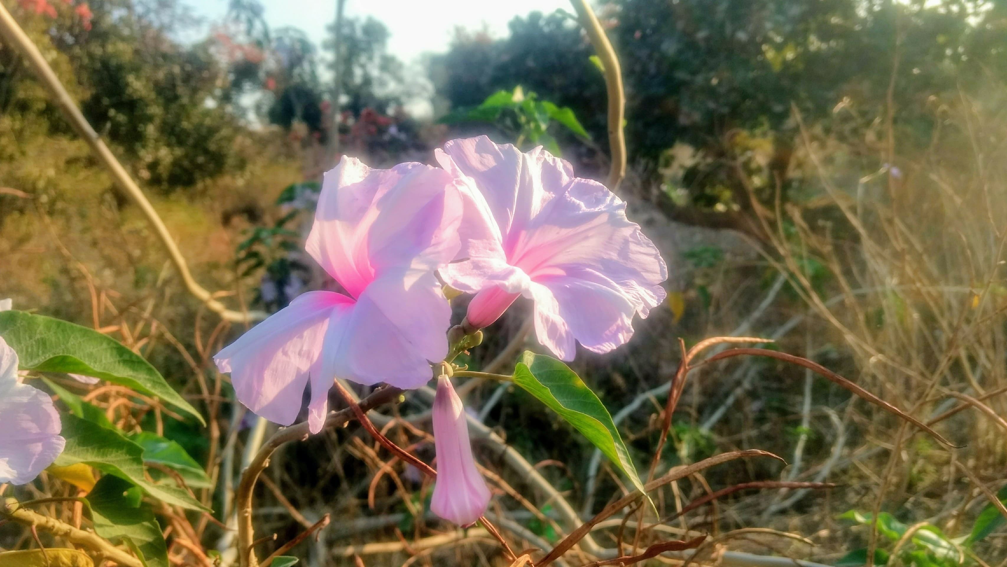 flowers