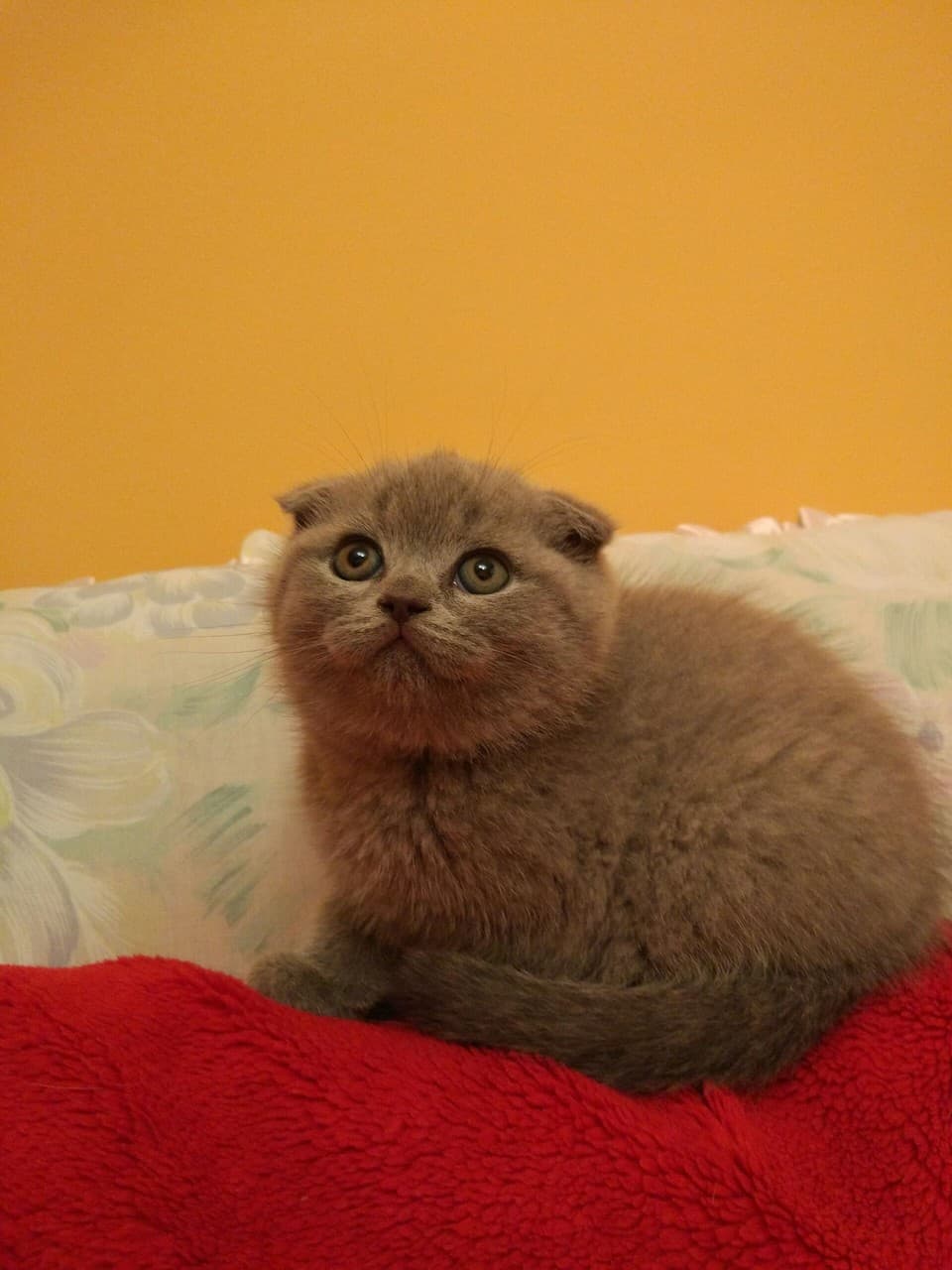 коте