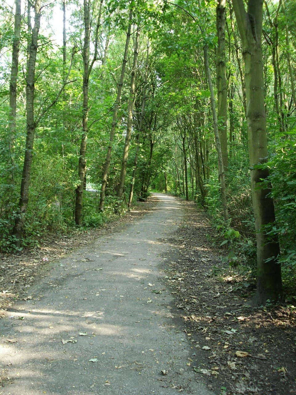 Tree path