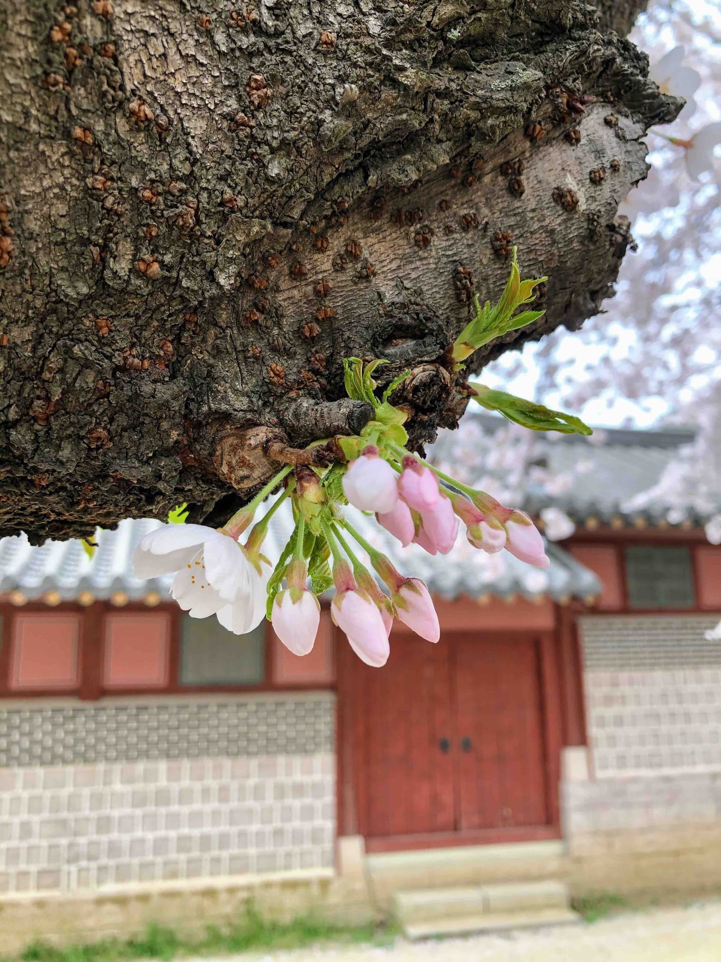 cherryblossoms