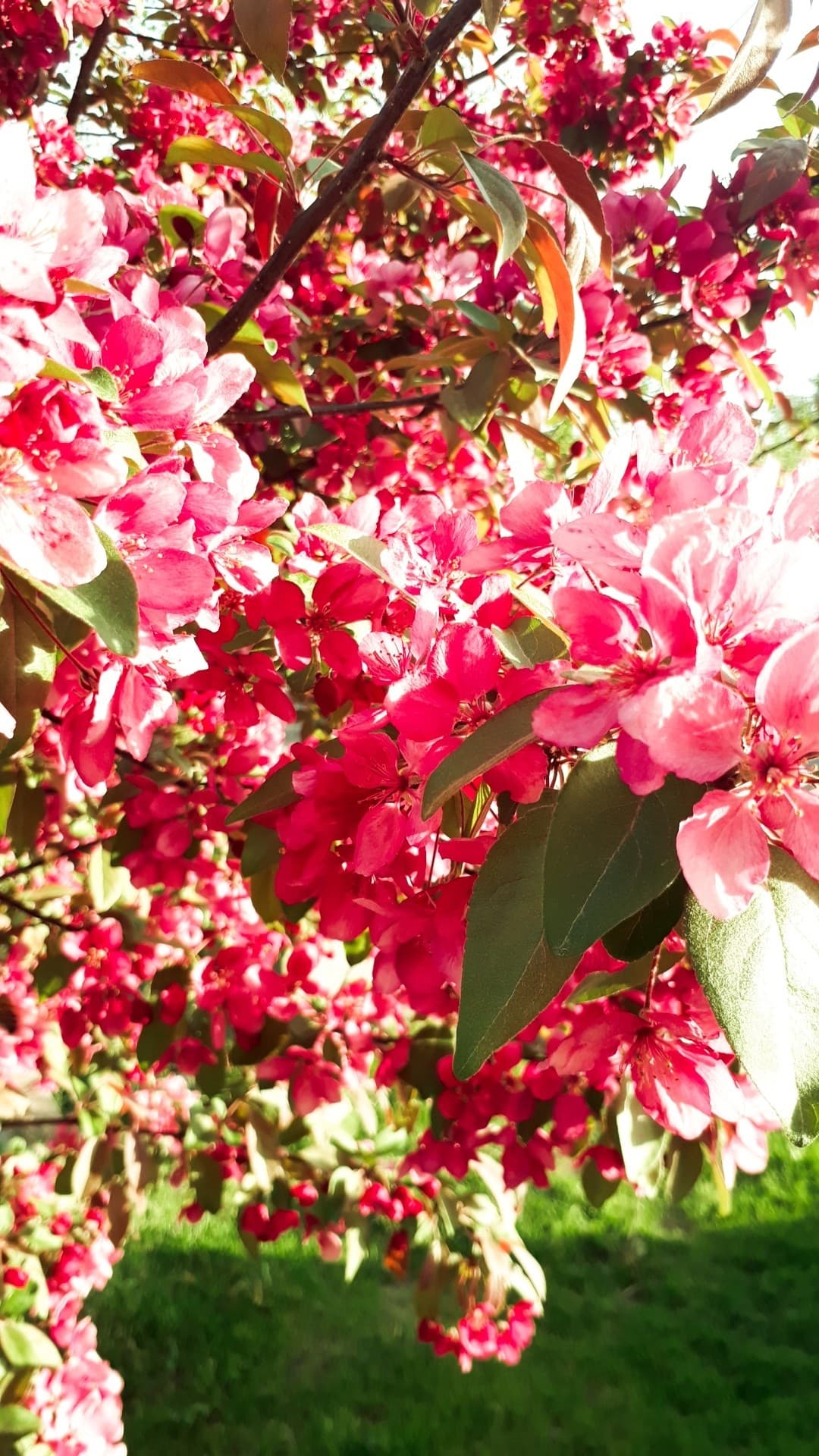 spring