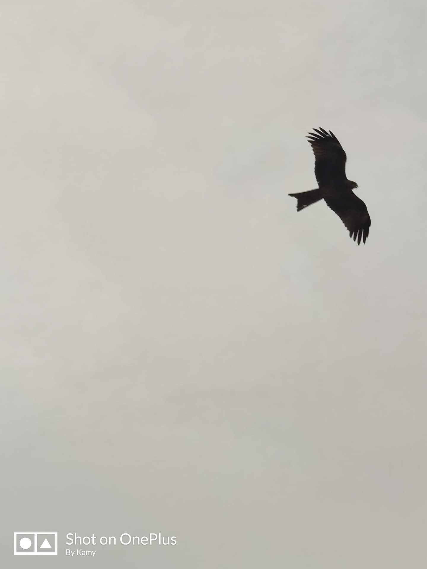 Eagle