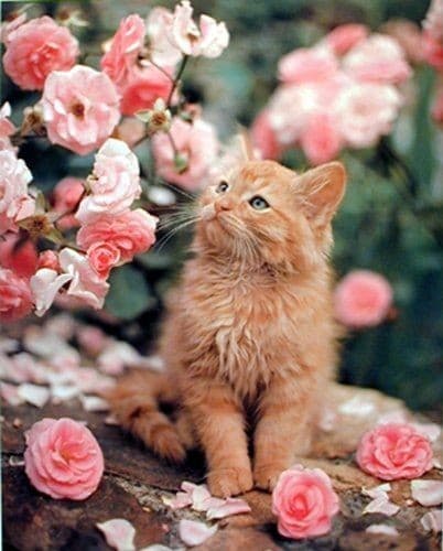 cat
