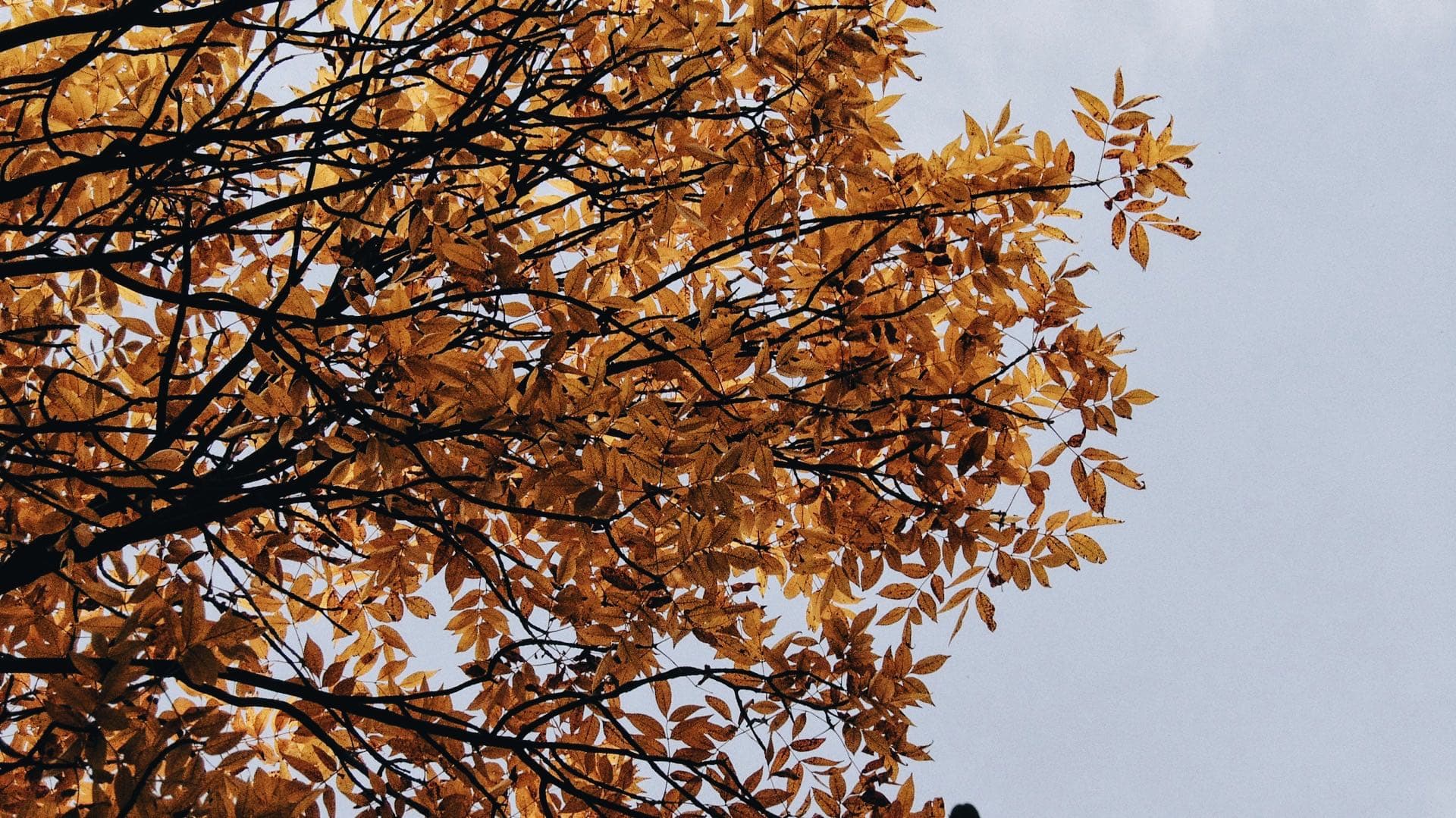 fall?