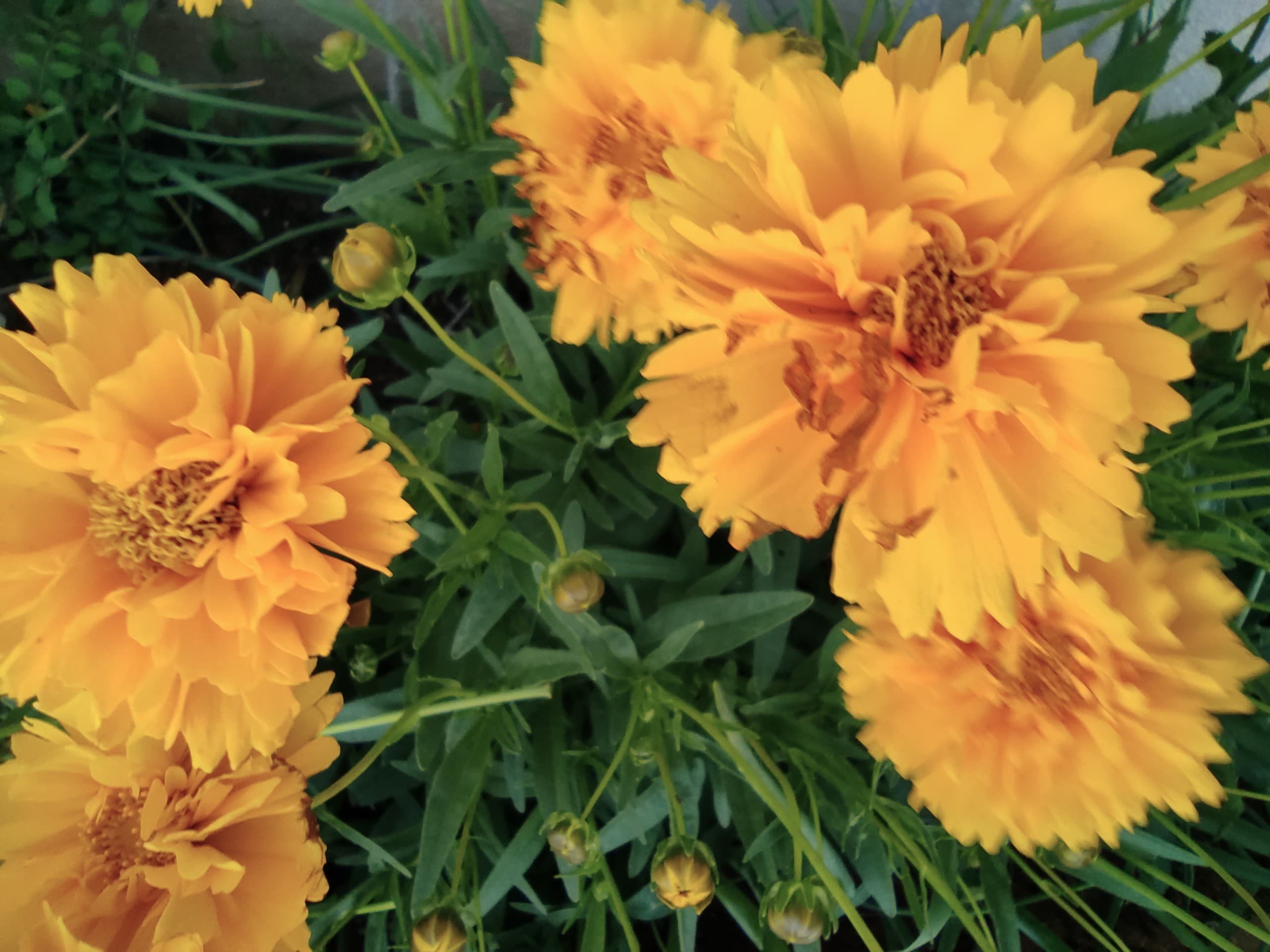 flower bed