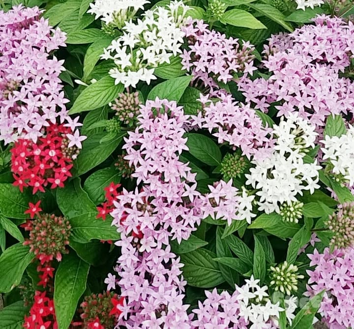 leavesandflowers