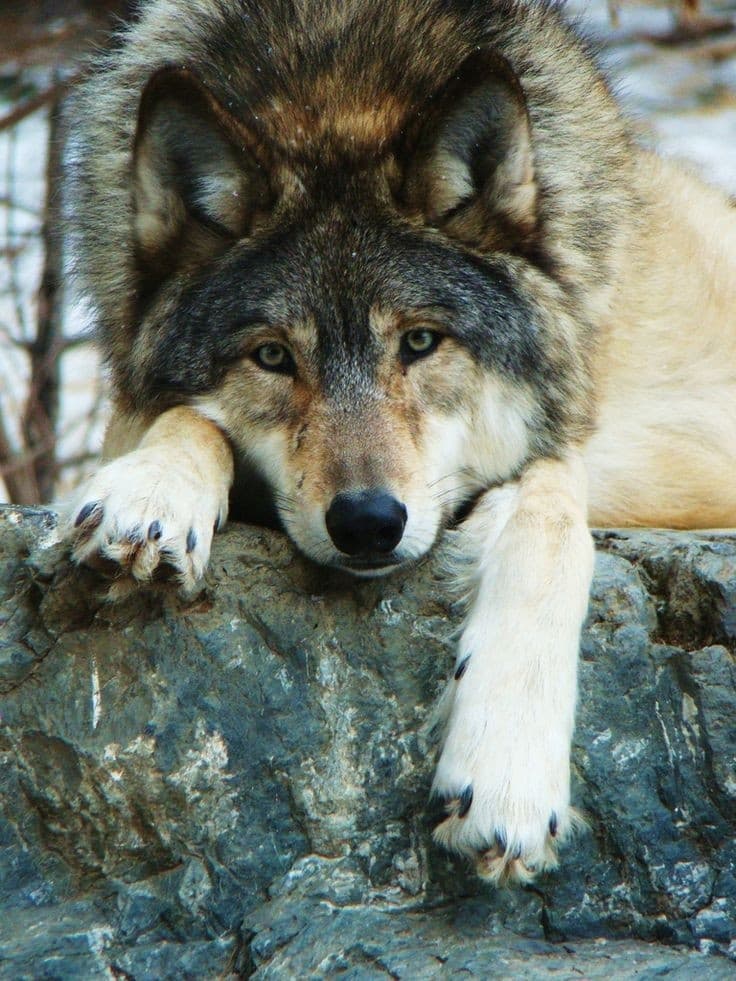 wolf