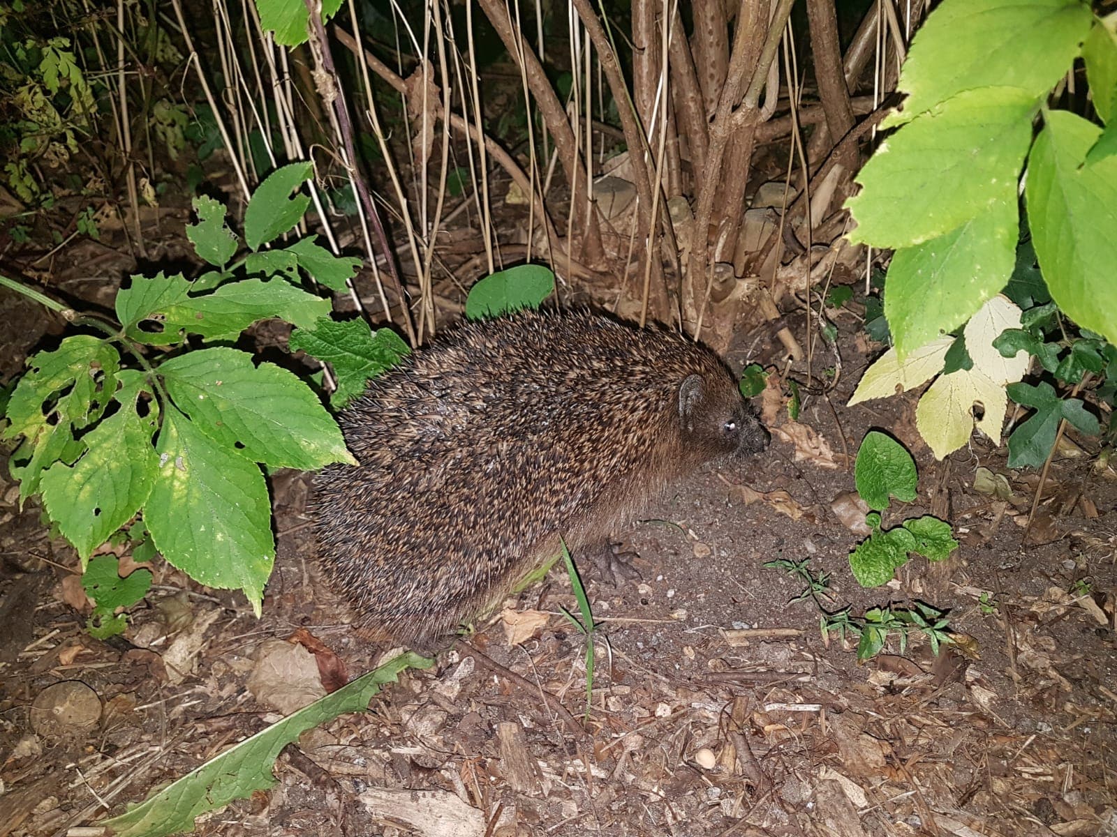 hedgehog