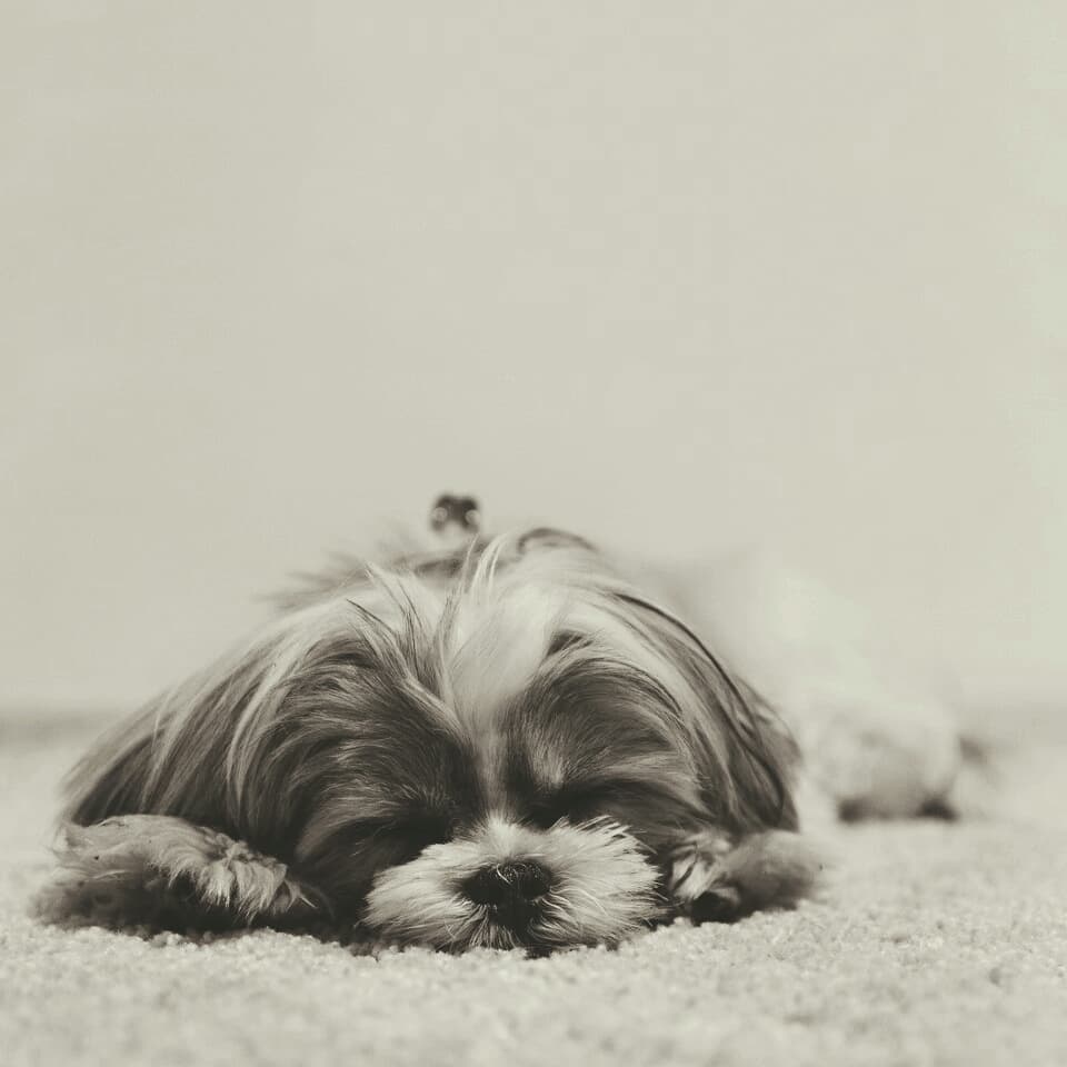 dog