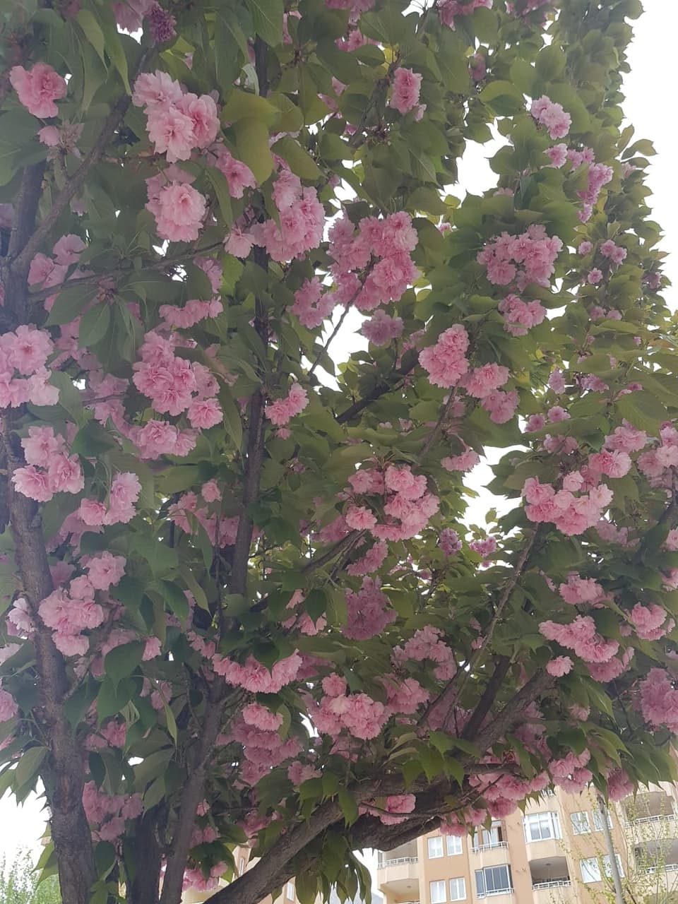 pink flowers