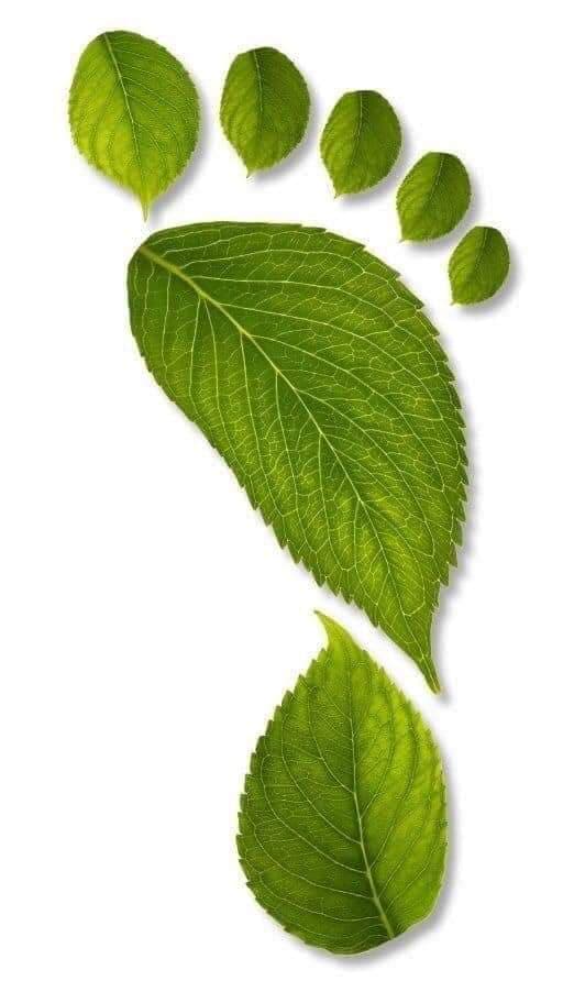 Leafs