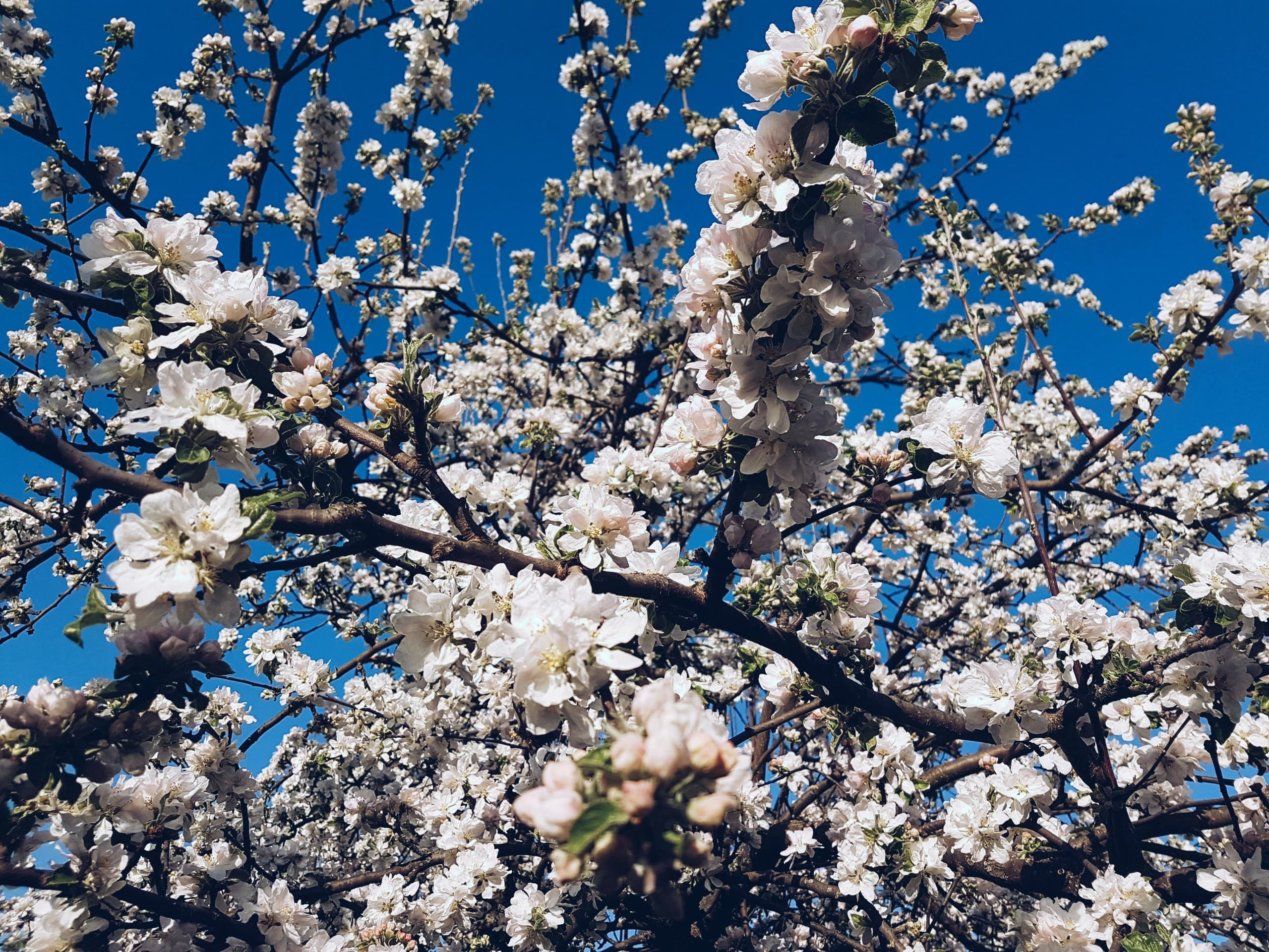 The spring is here