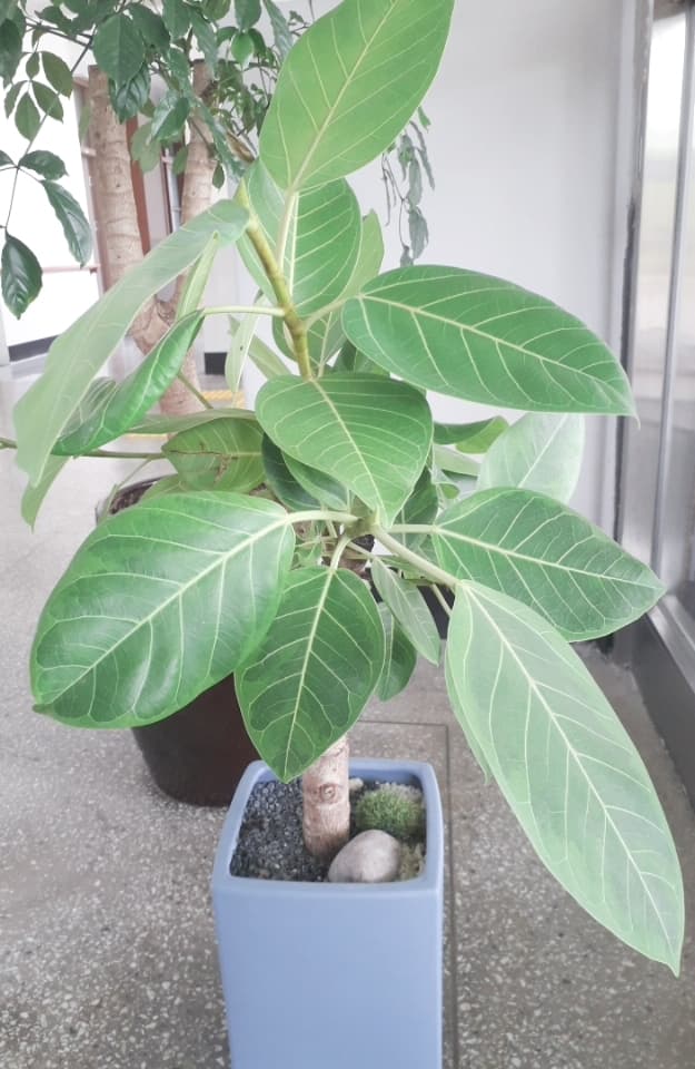 plant
