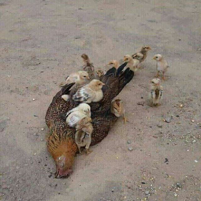 بدون شرح