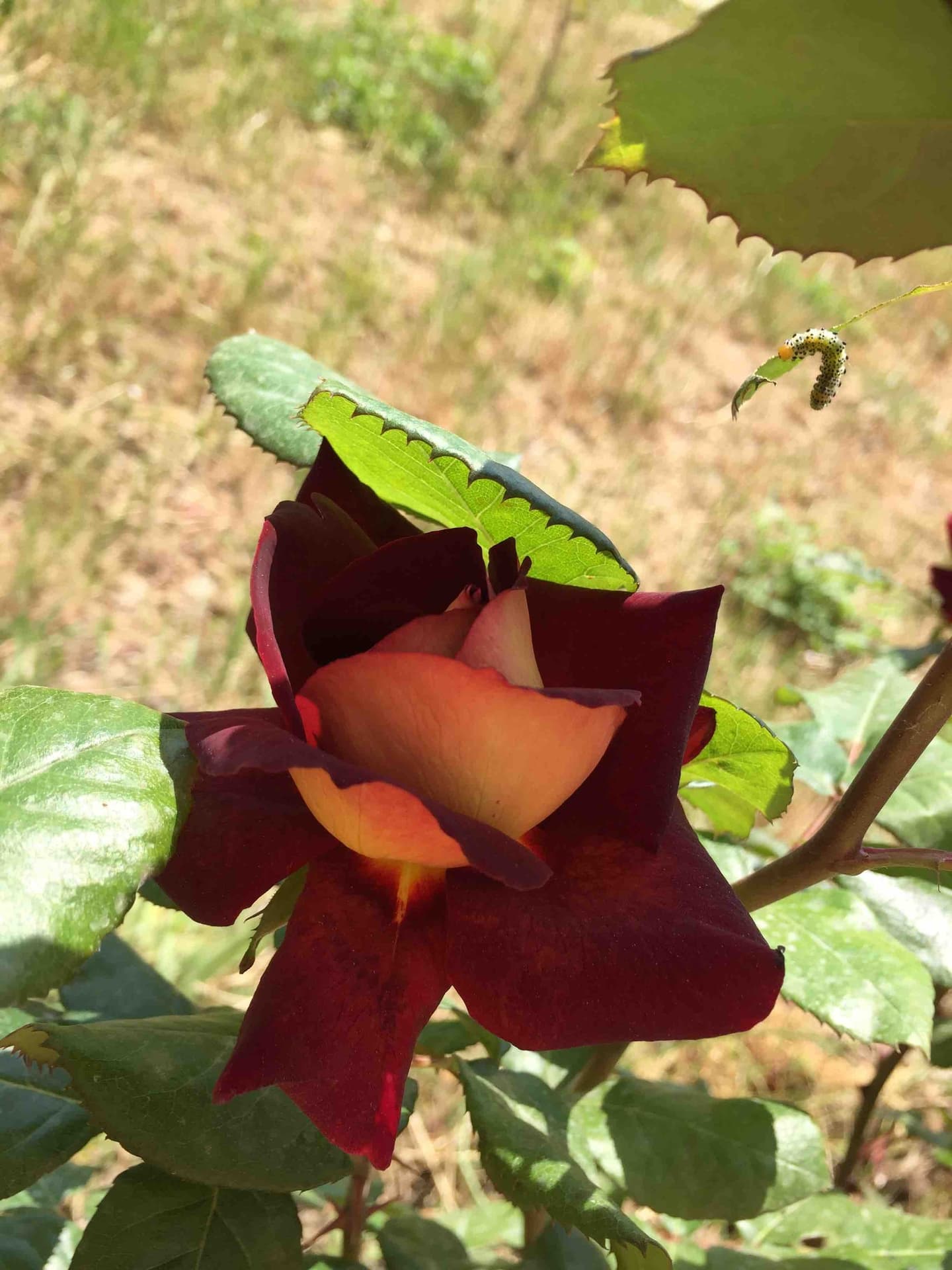 The red rose