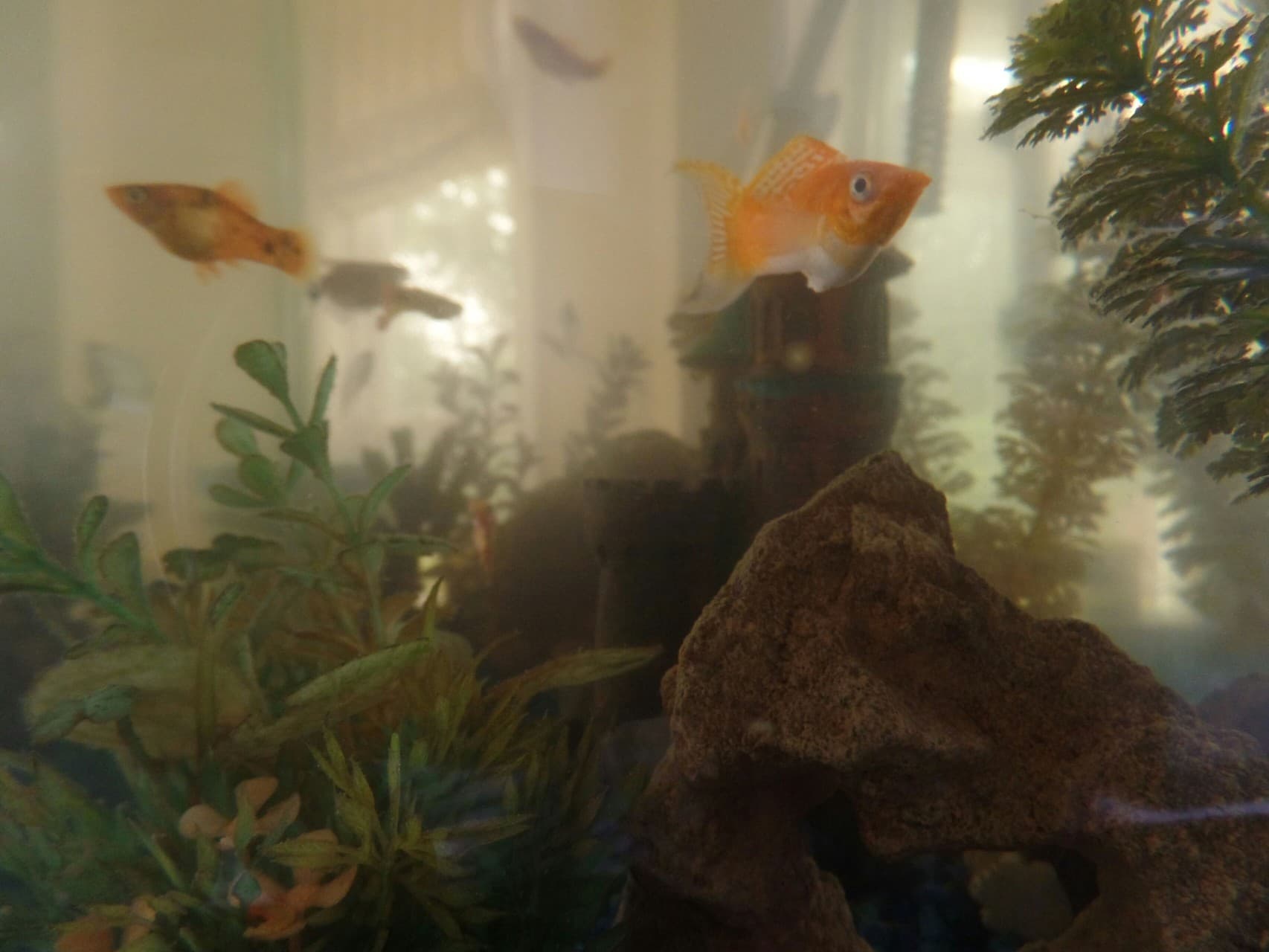 Lost City of Atlantis (aka my fish tank)