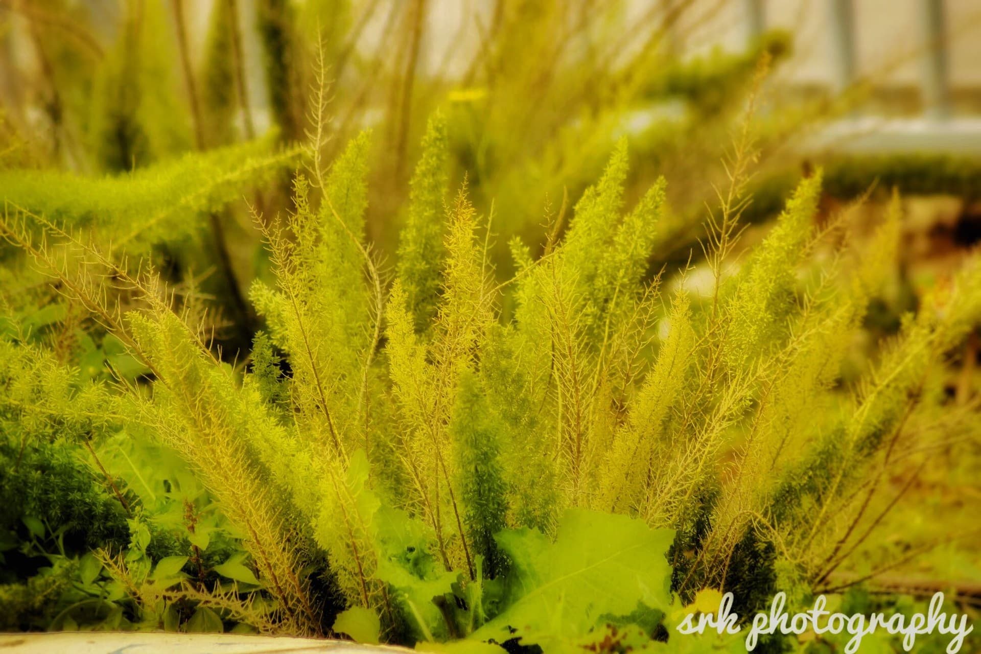 grass