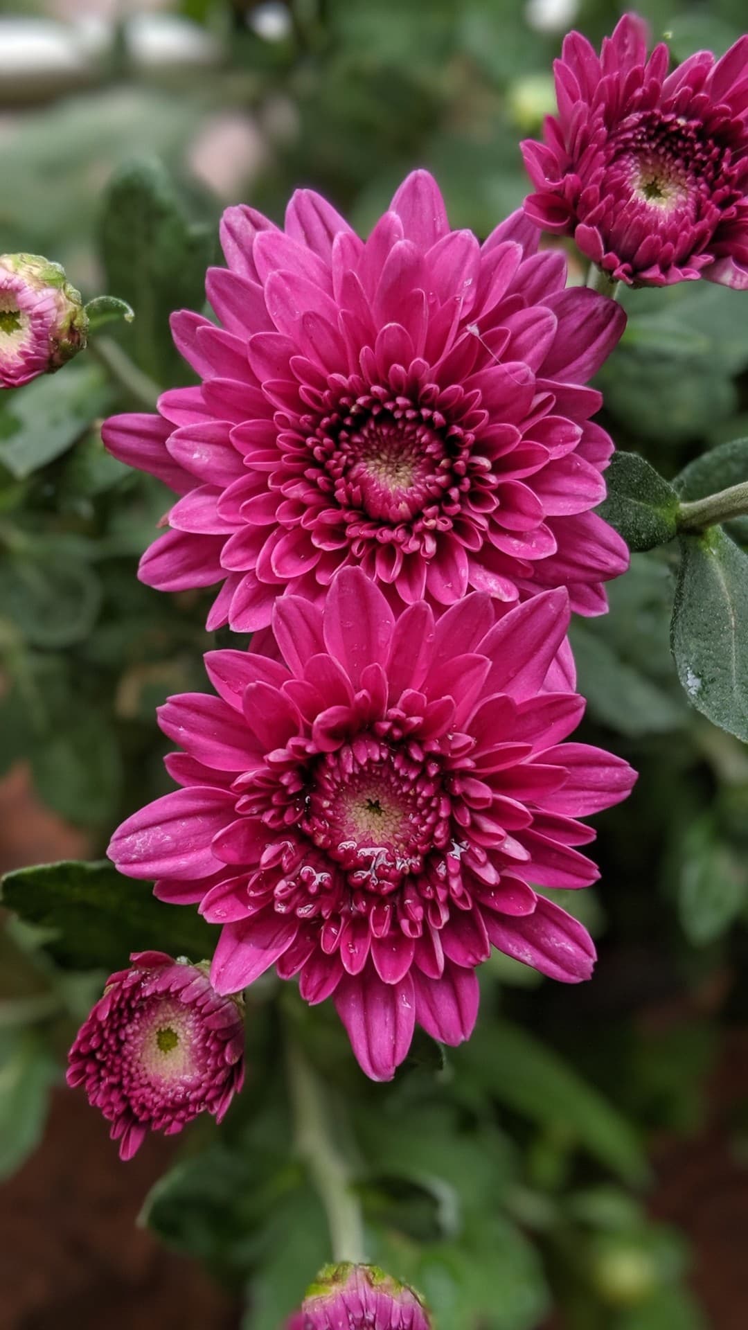 Flowers