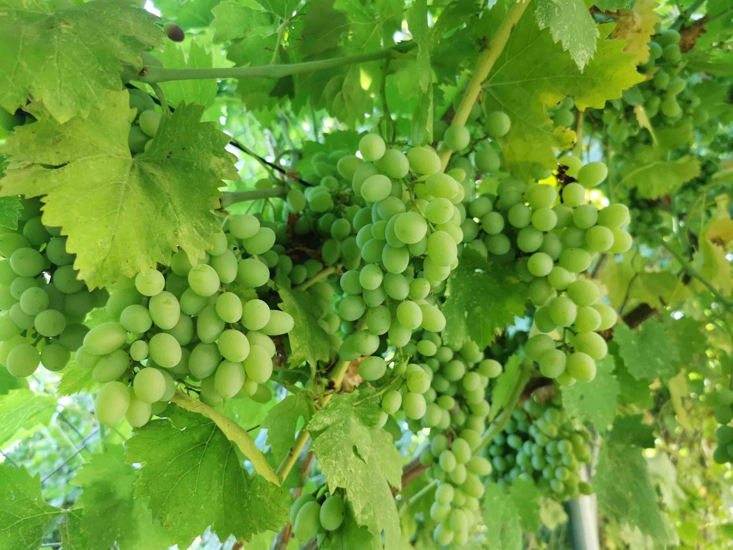 green grapes