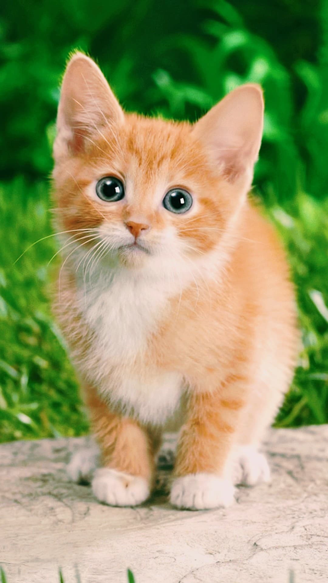 cutekitten