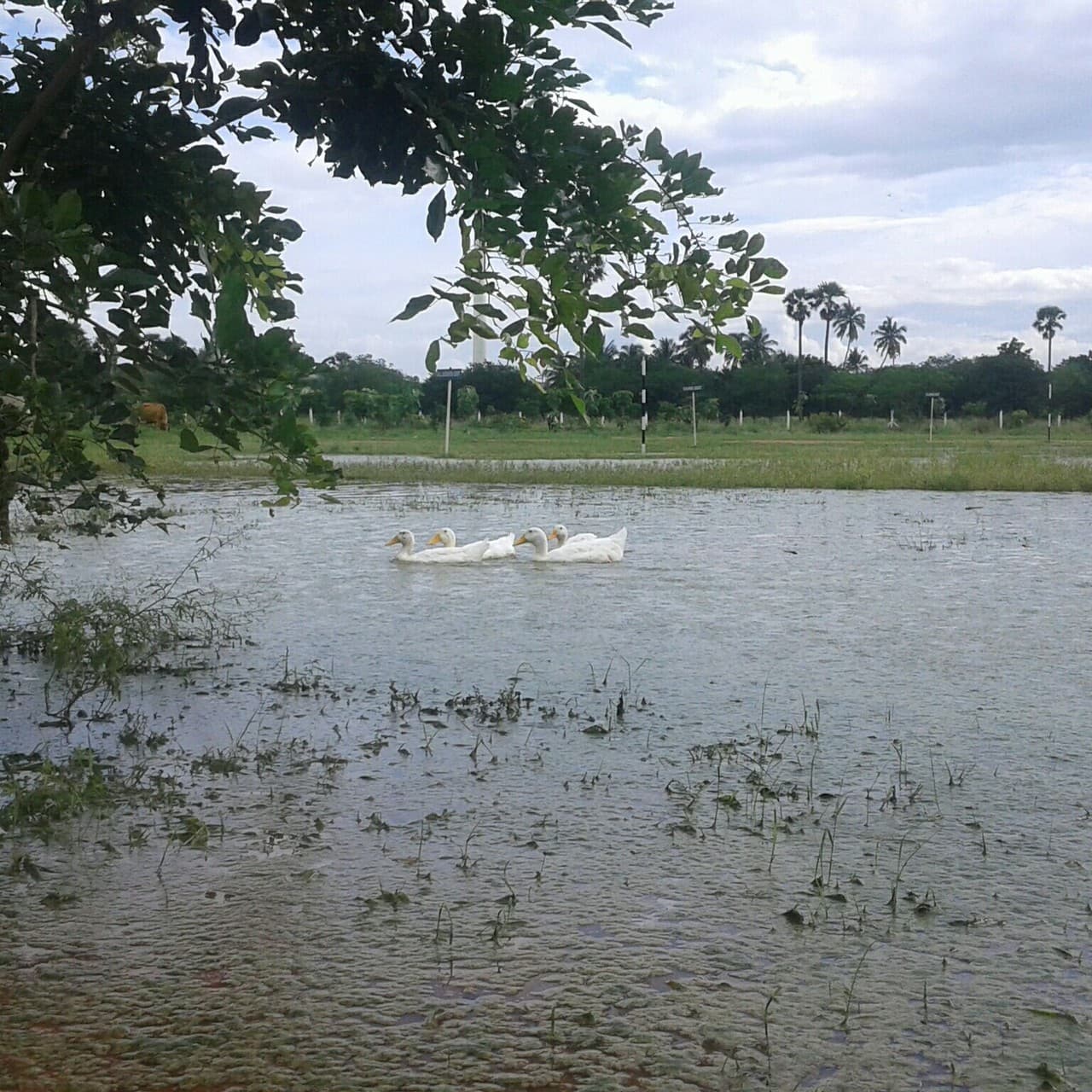 Flock Of Ducks floating on the Pond