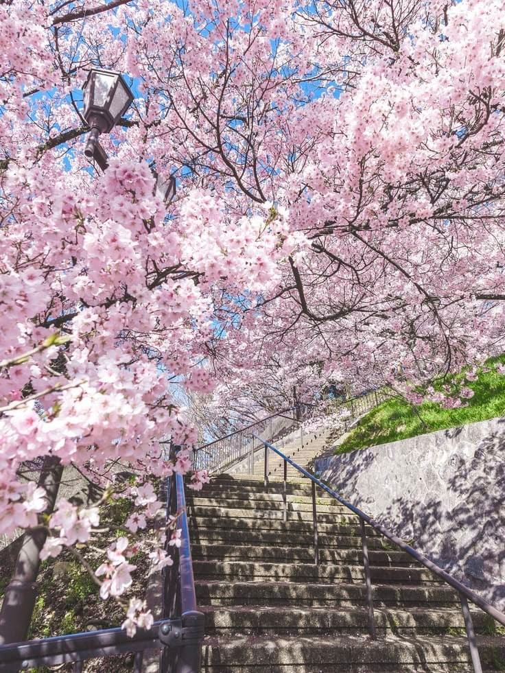 계단, 꽃잎 배경화면