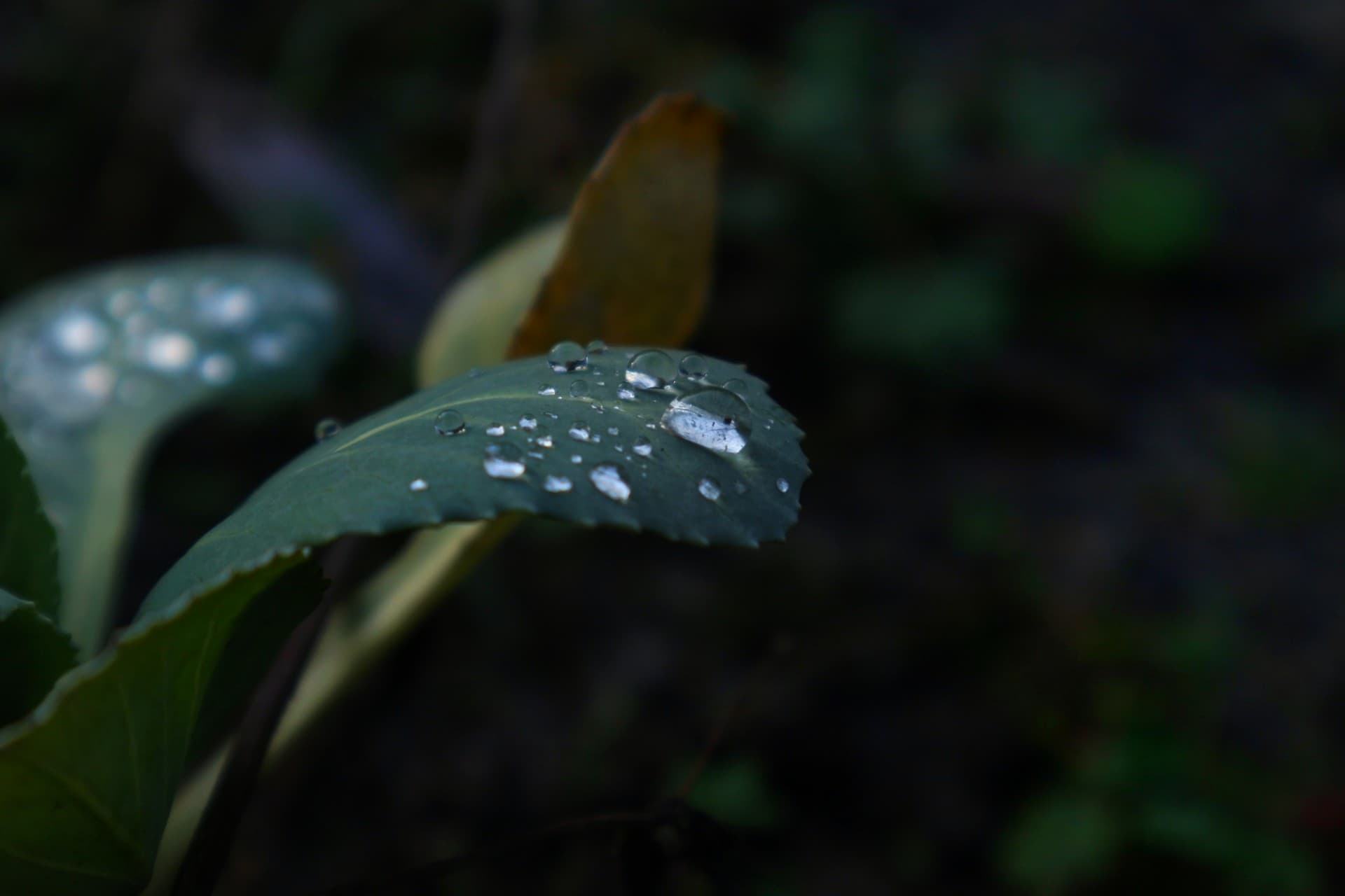 drops water