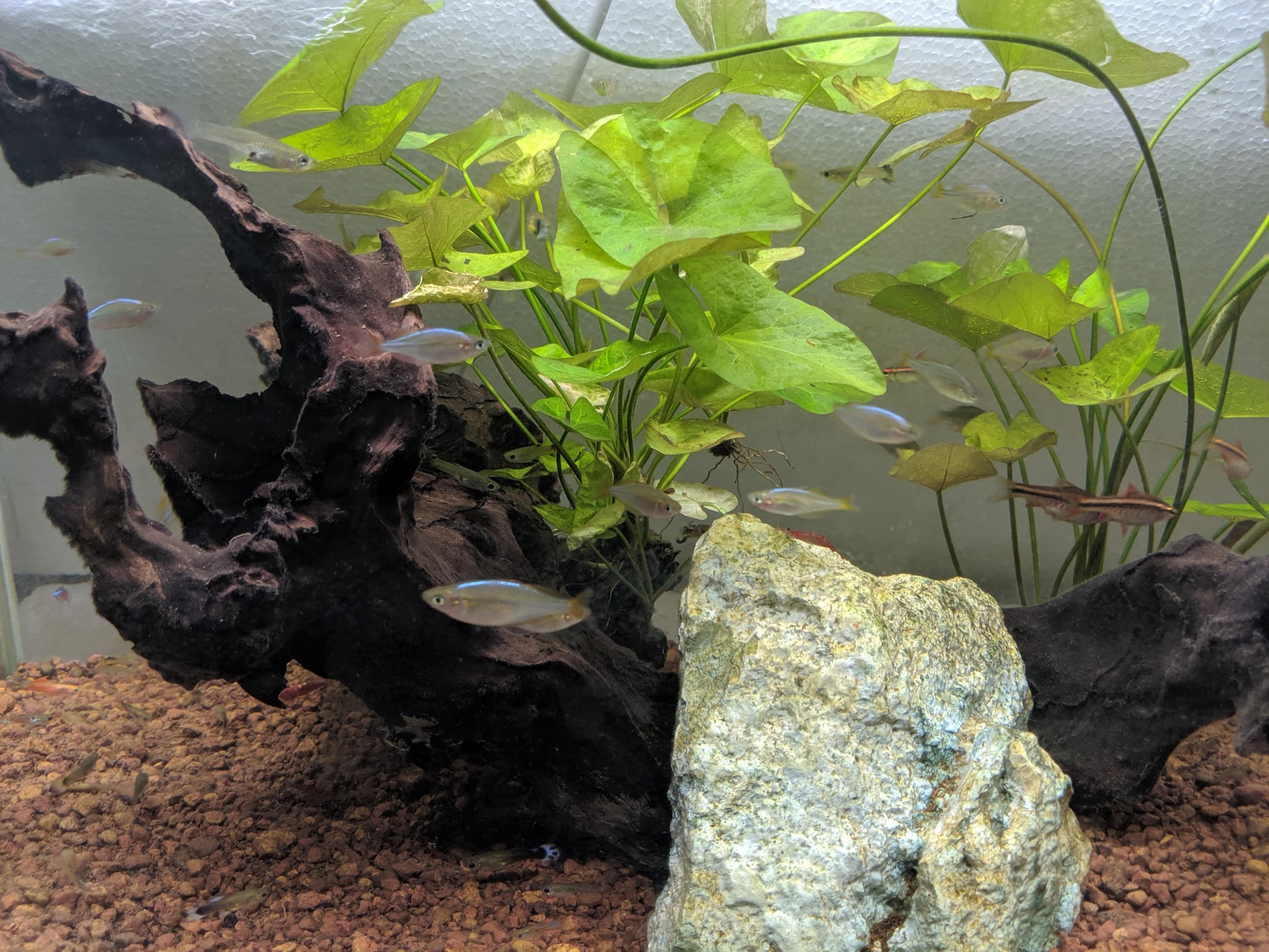 fishes