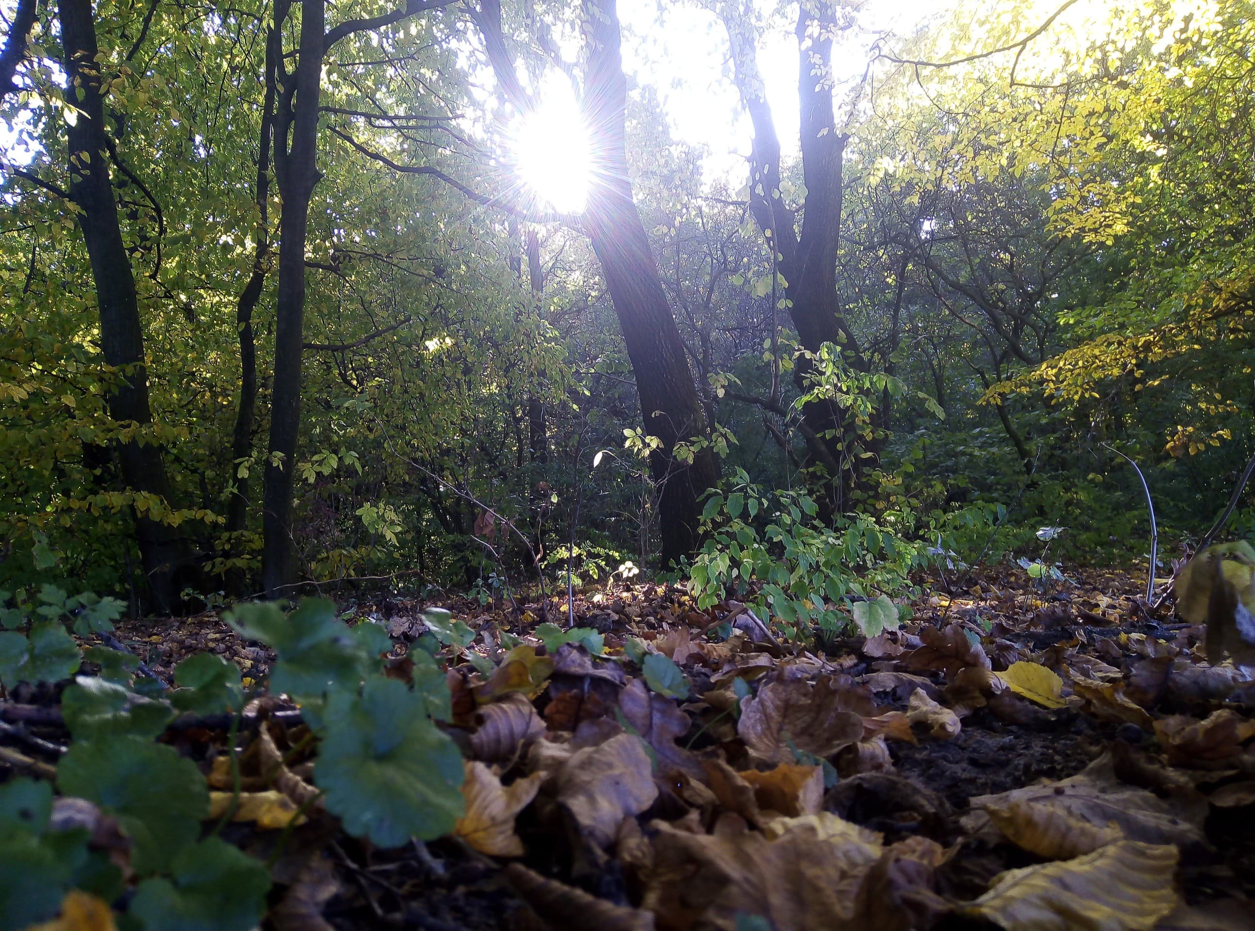 autumn