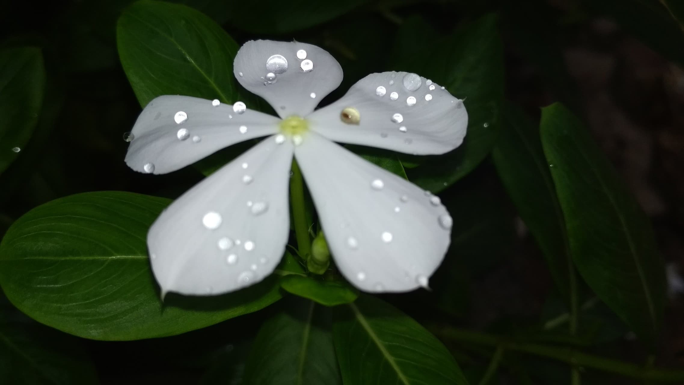 flower