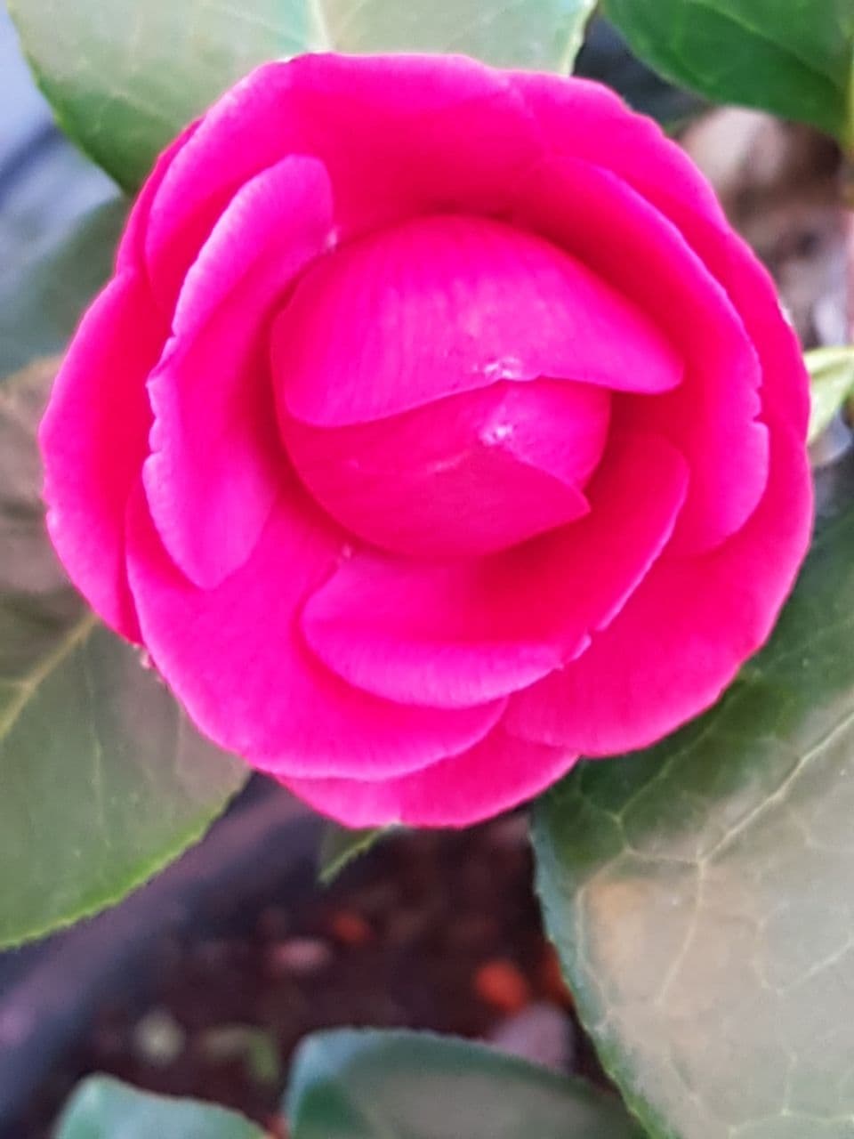 pink rose
